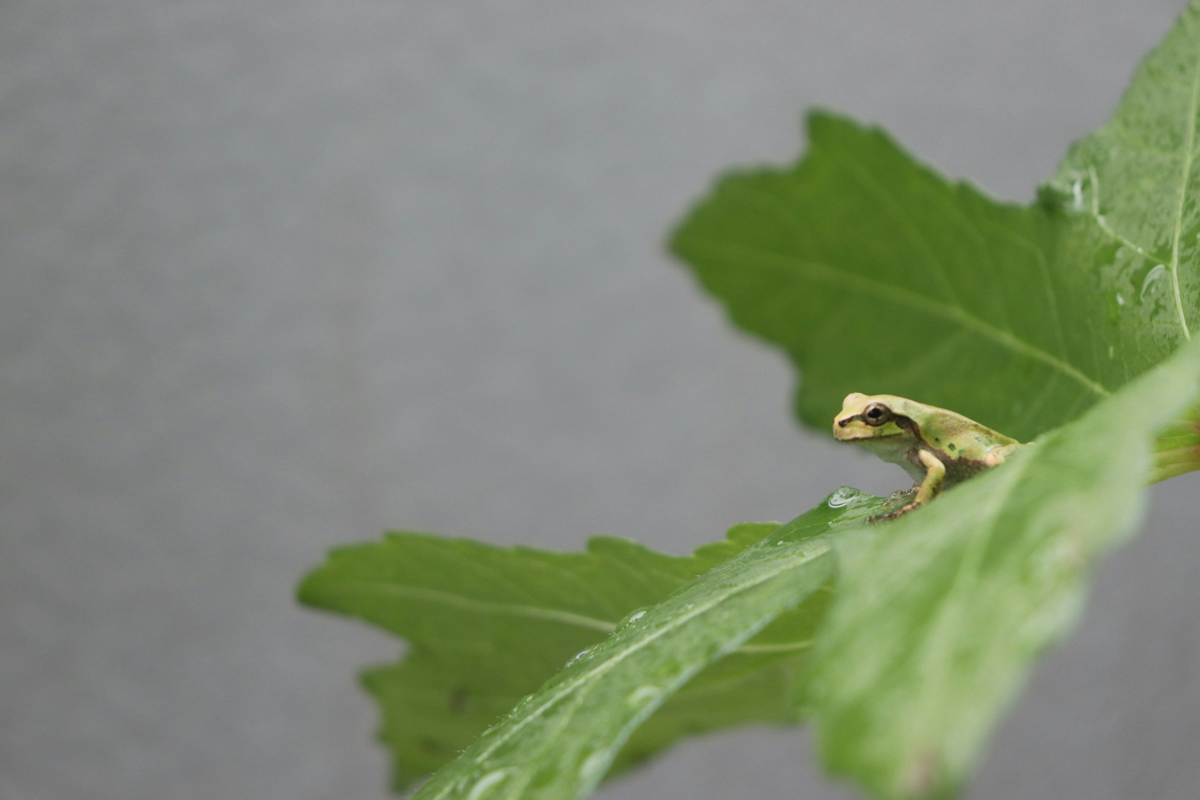 A small frog perched on a green leaf against a gray background