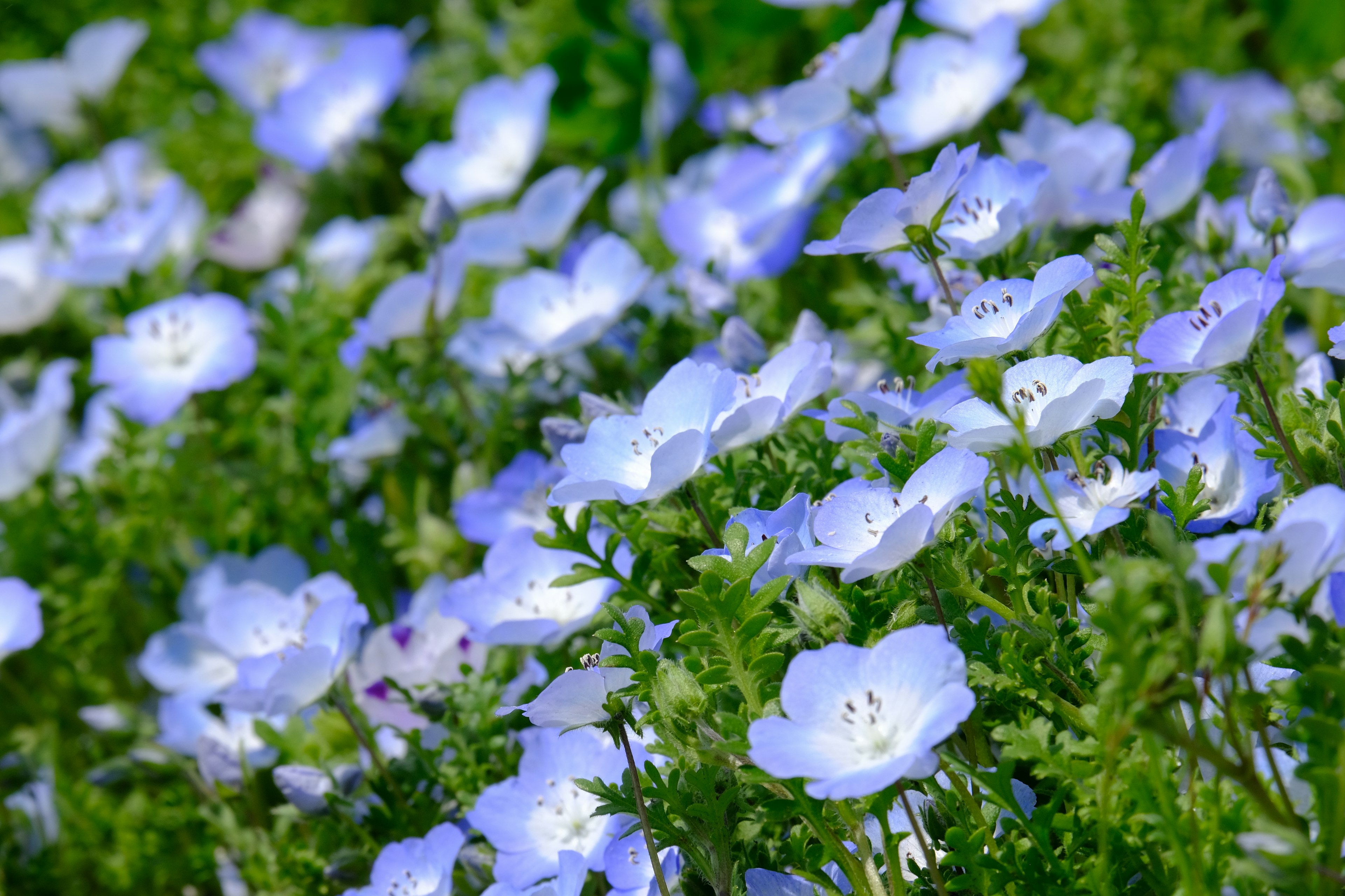 Campo de delicadas flores azules rodeado de follaje verde