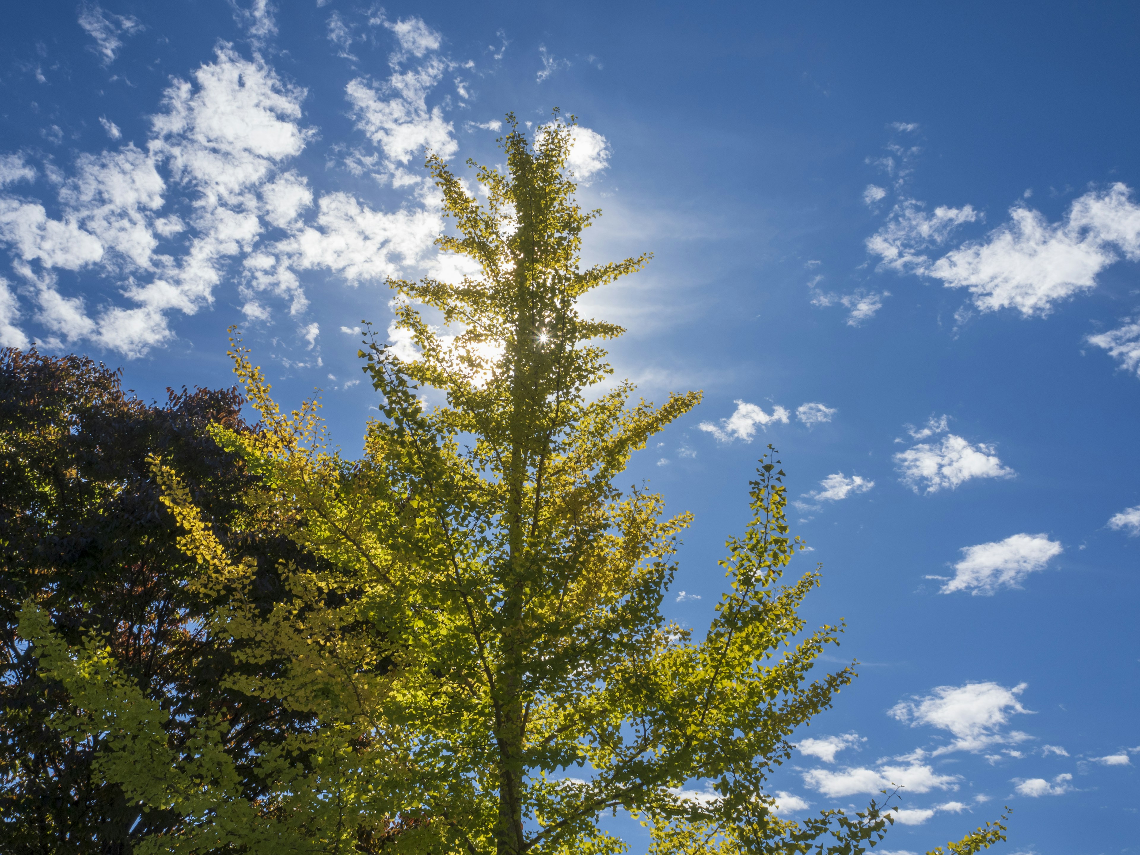 Arbre jaune vif contre un ciel bleu avec des nuages