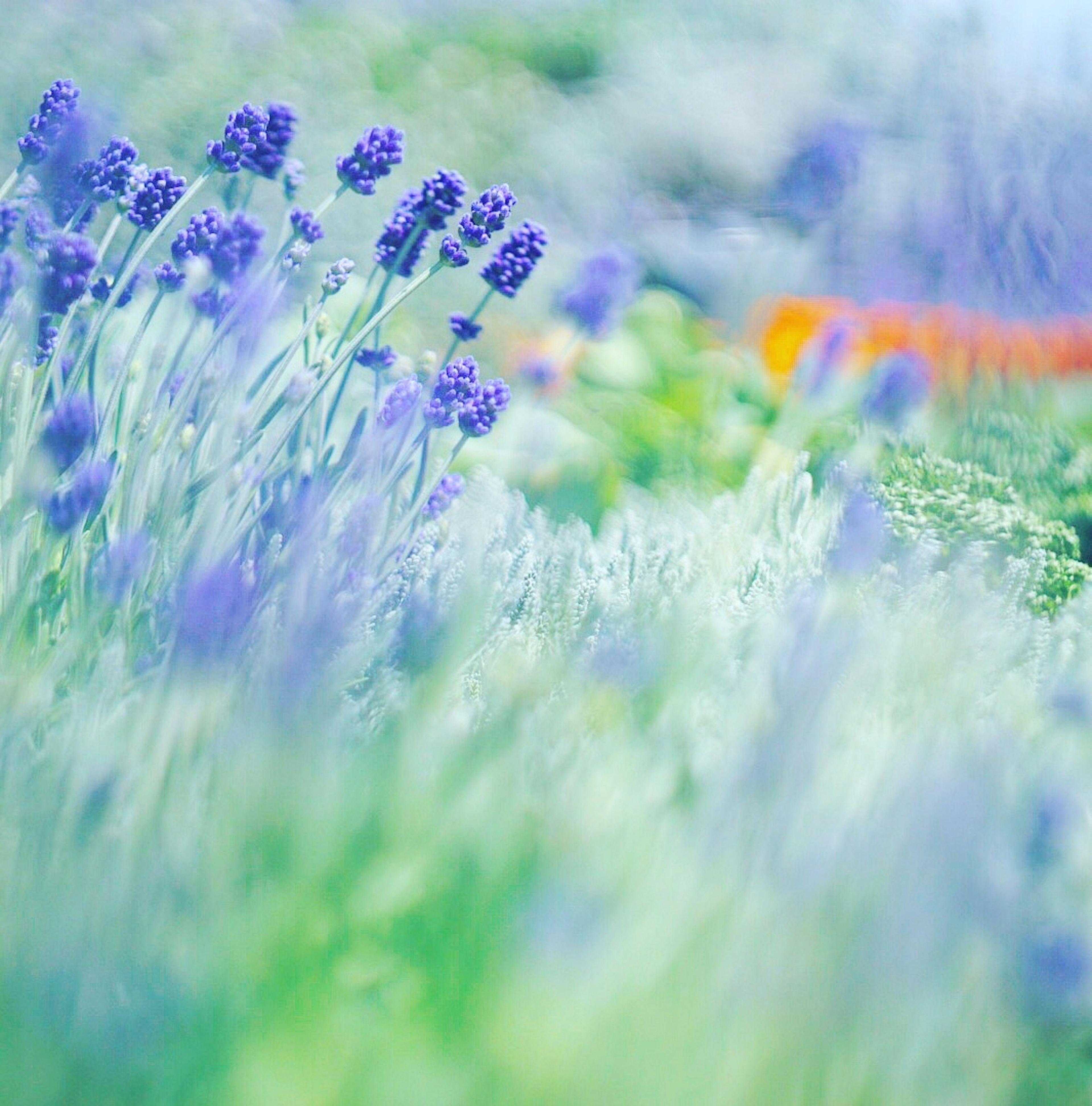 Blurred image of blooming lavender flowers in shades of purple