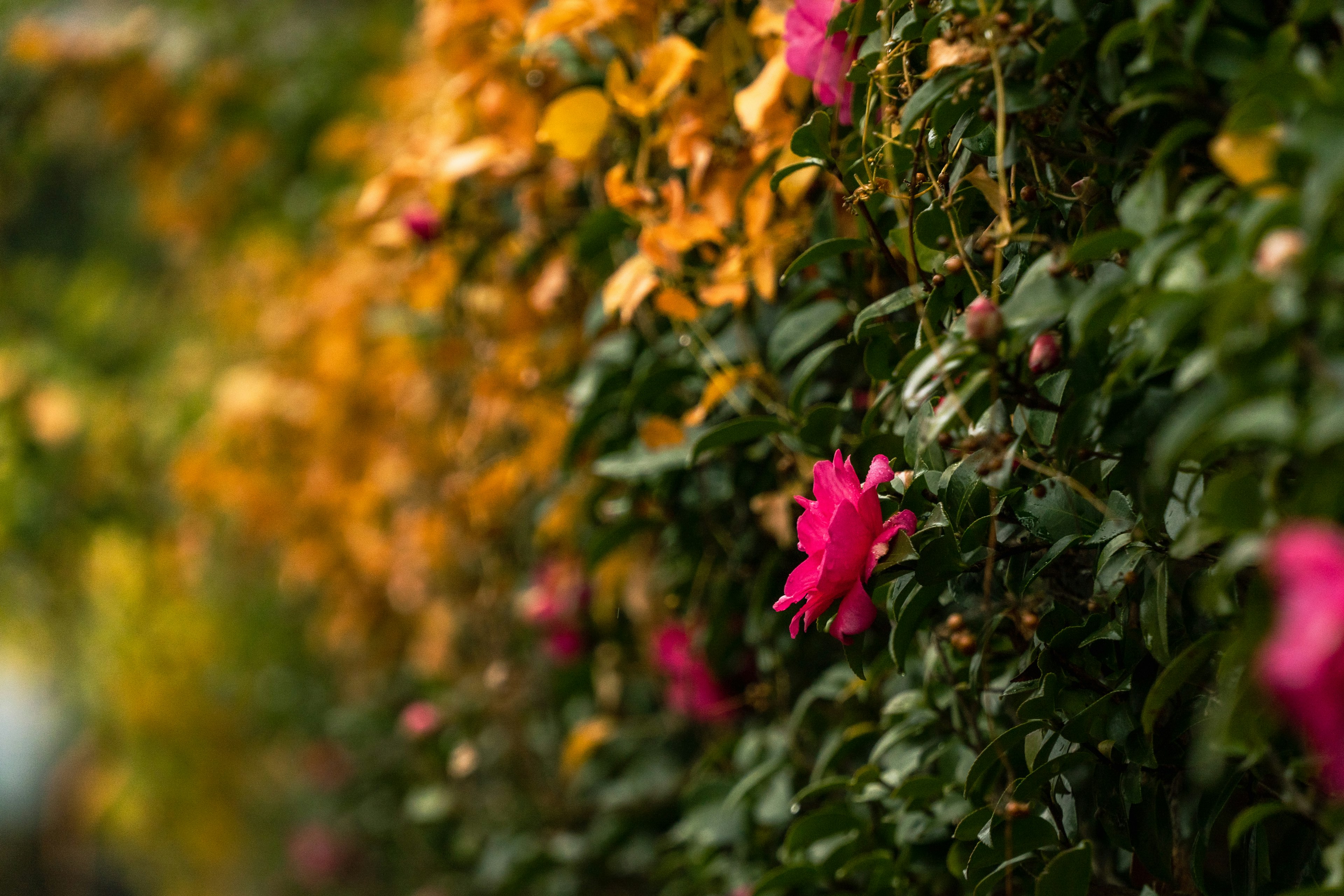 色とりどりの花が咲く緑の壁のクローズアップ