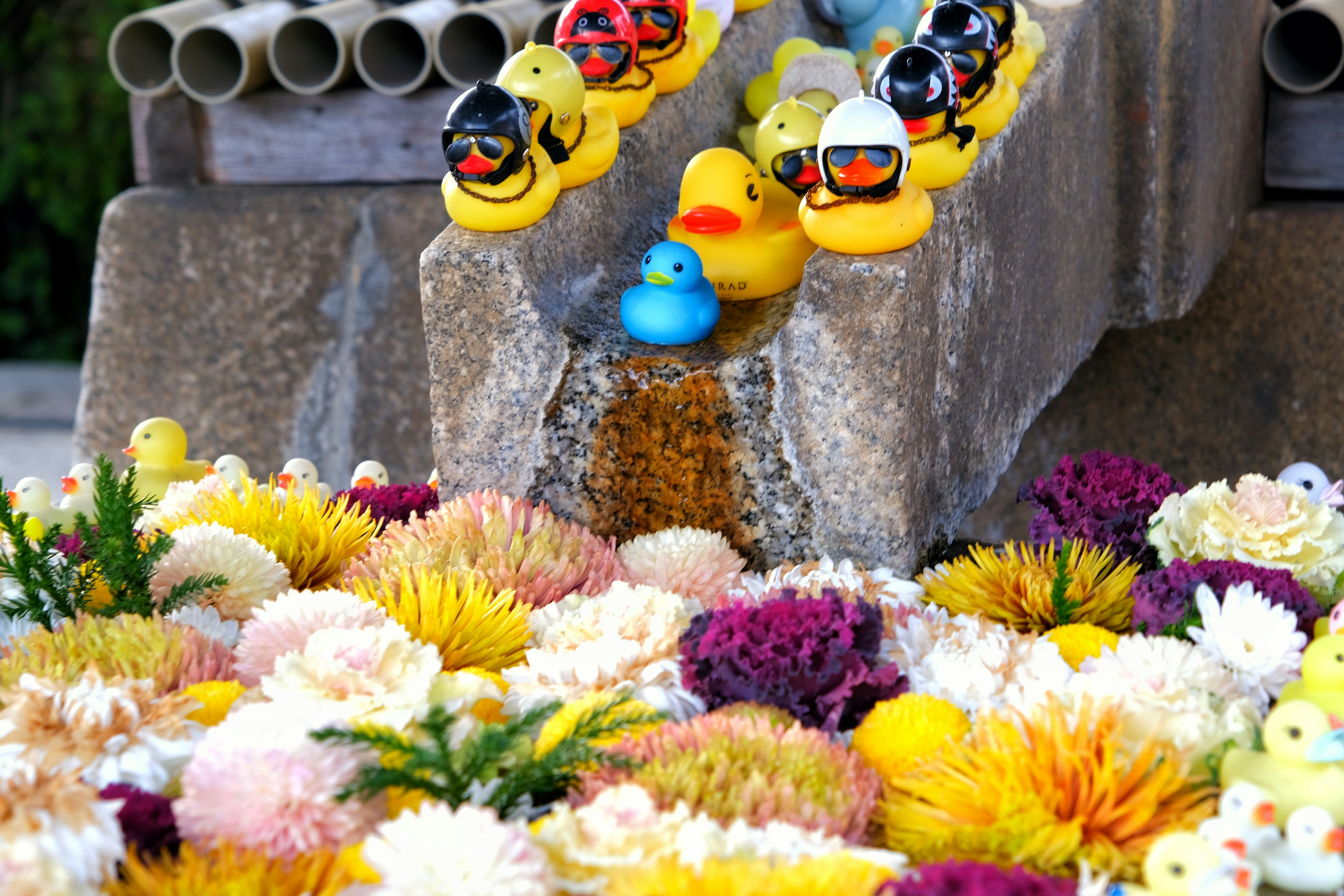 Patitos de goma coloridos jugando en un pequeño arroyo rodeado de flores vibrantes