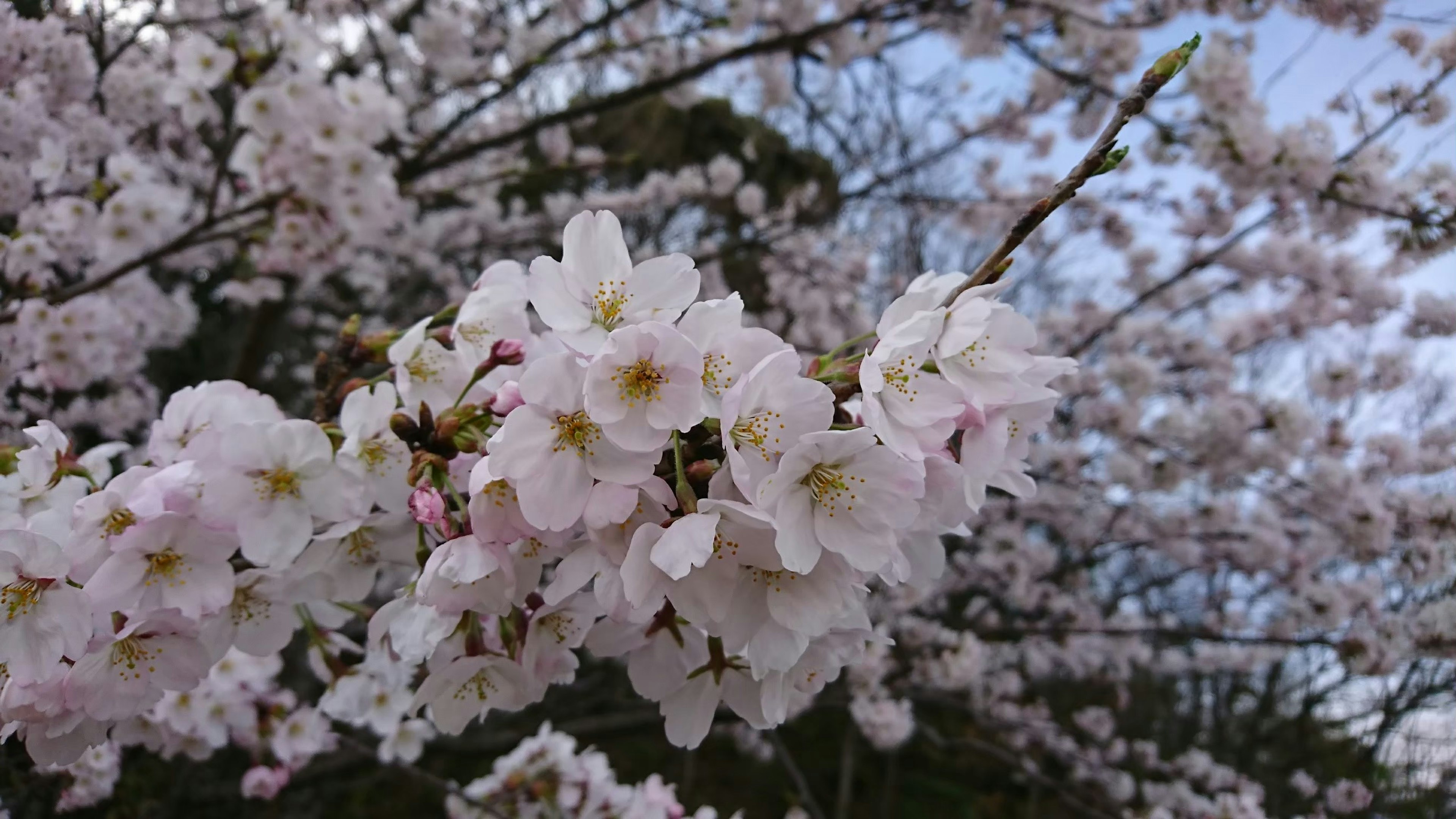 Kedekatan bunga sakura di cabang