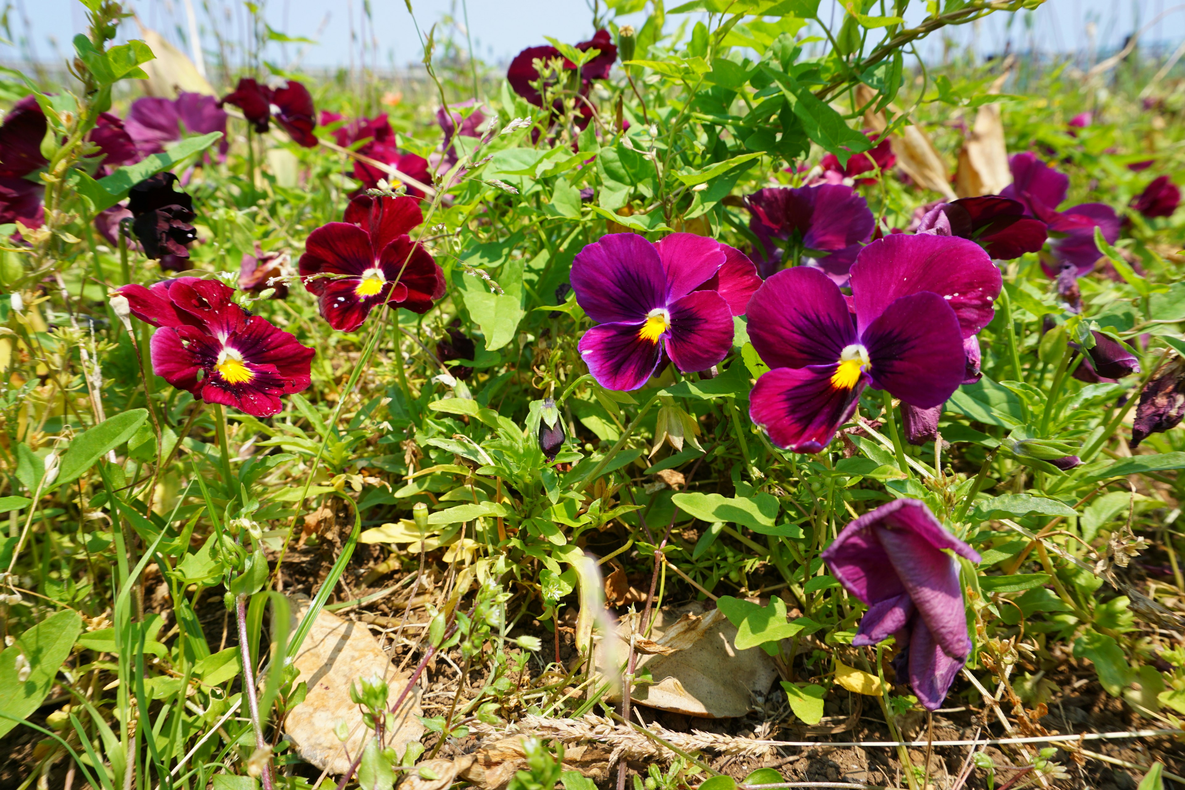 Campo de flores de pensamiento moradas floreciendo entre el follaje verde