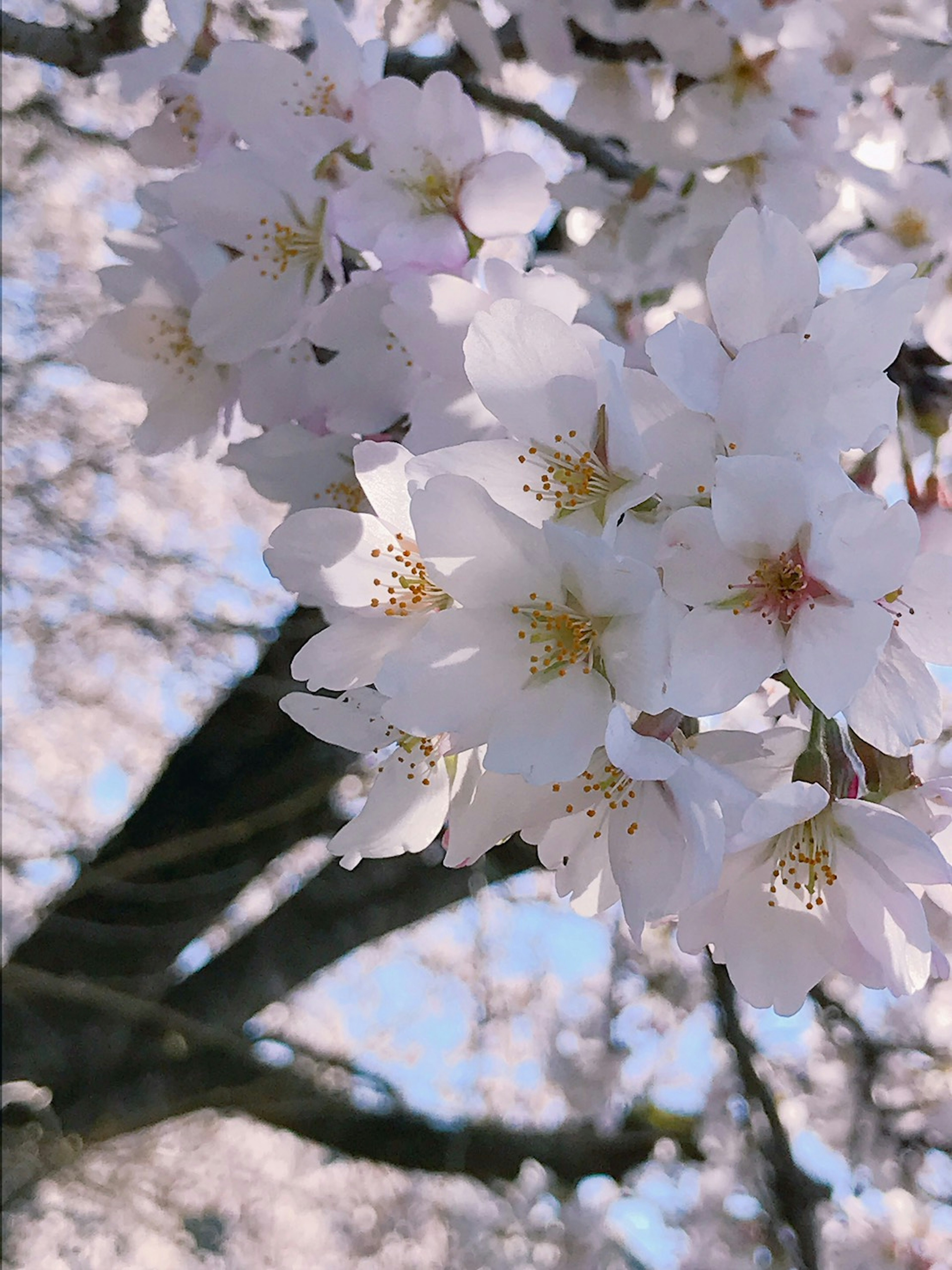 桜の花が咲いている木の枝のクローズアップ