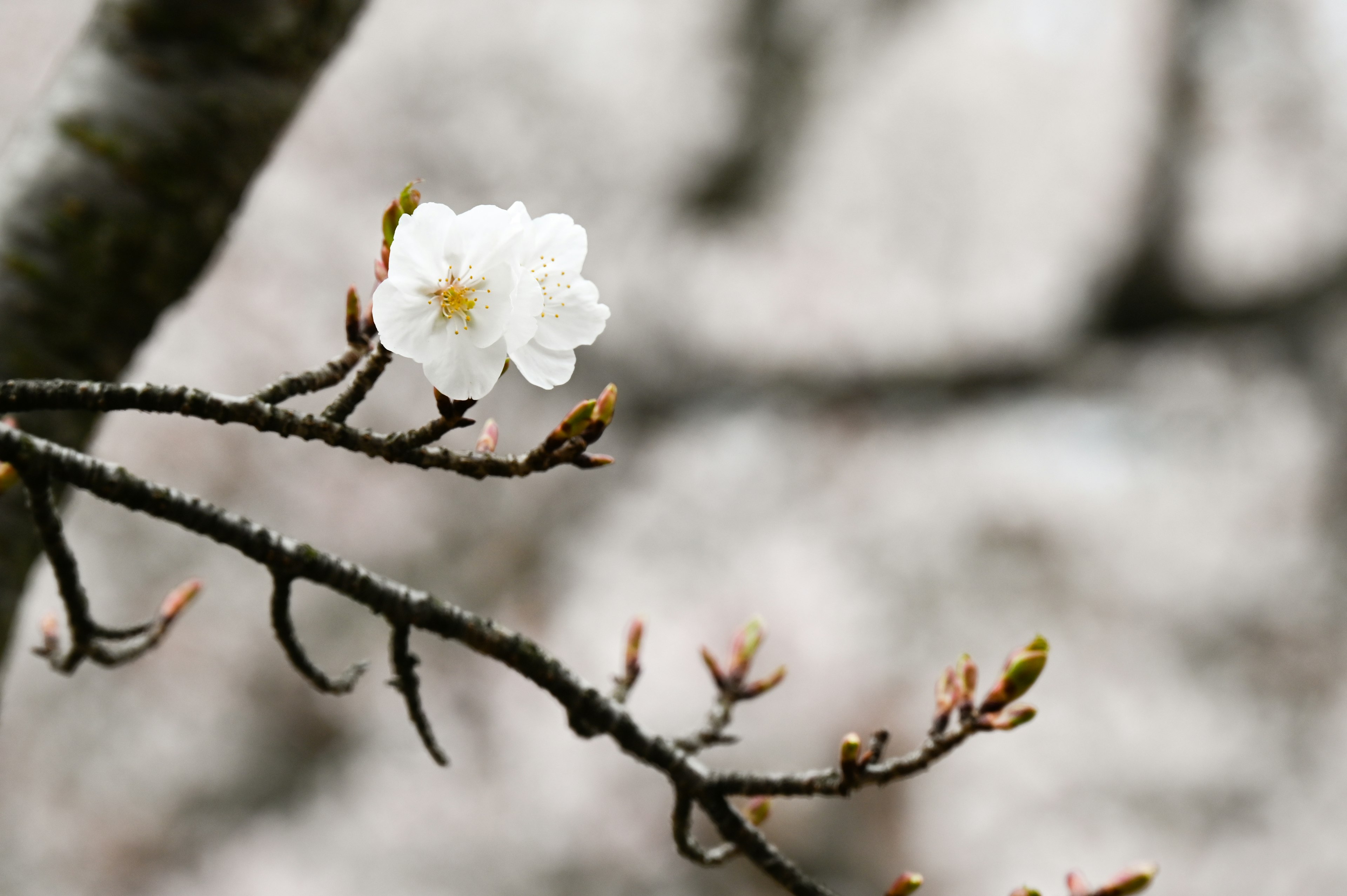 特寫鏡頭顯示一朵白色花朵在樹枝上盛開