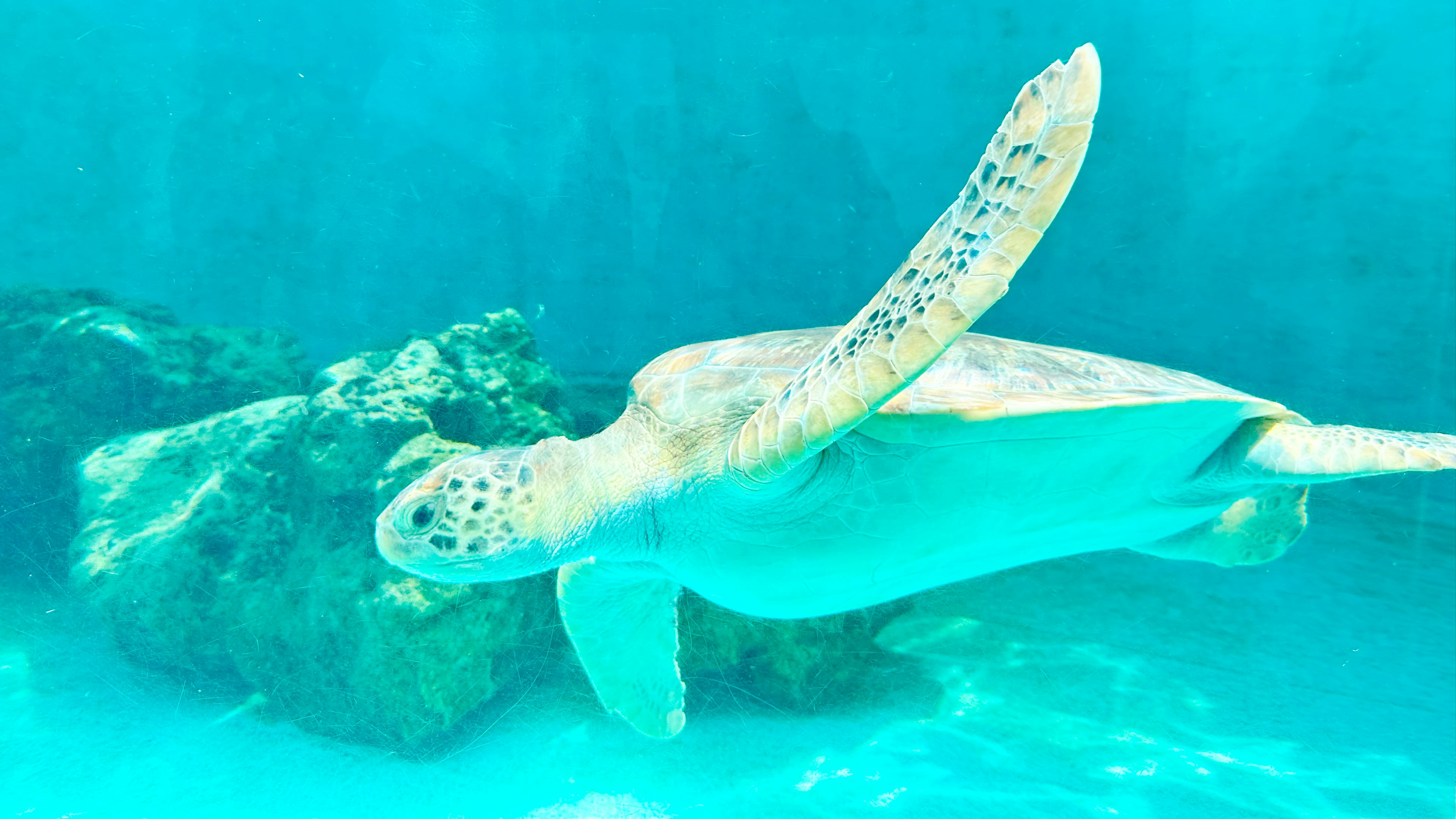 青い水の中で泳ぐウミガメと岩