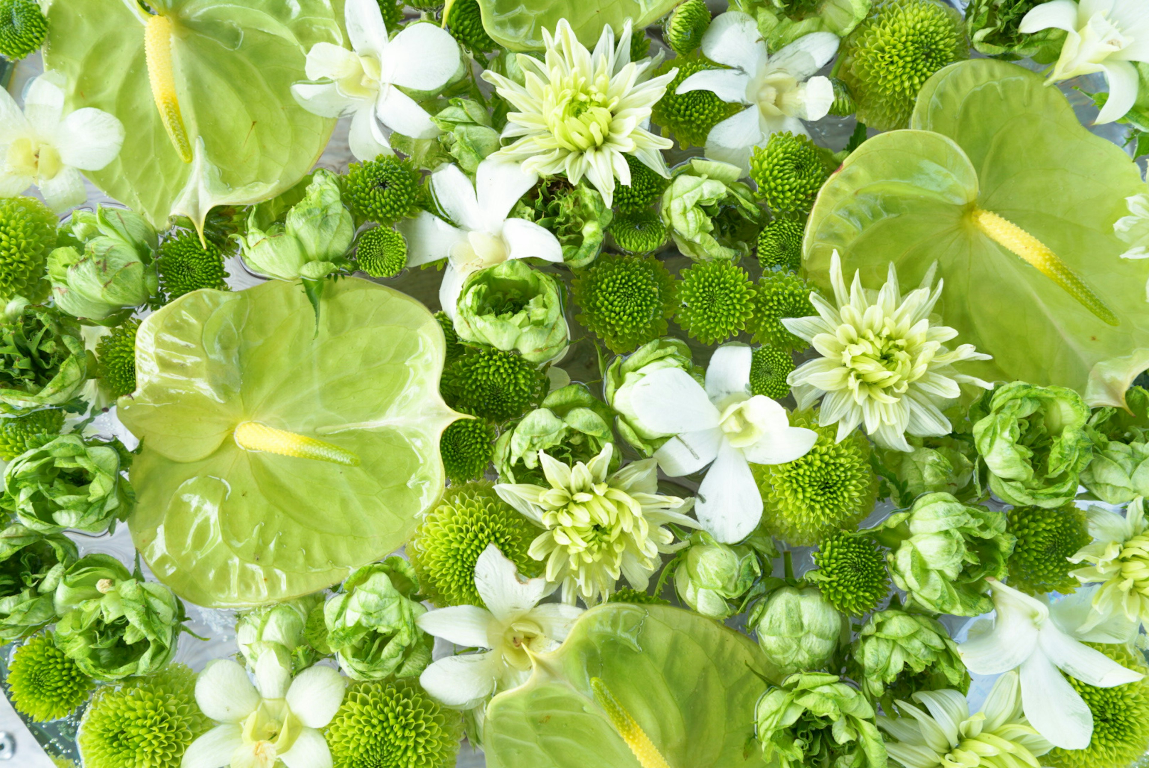 Arrangement magnifique de fleurs et de feuilles vertes et blanches