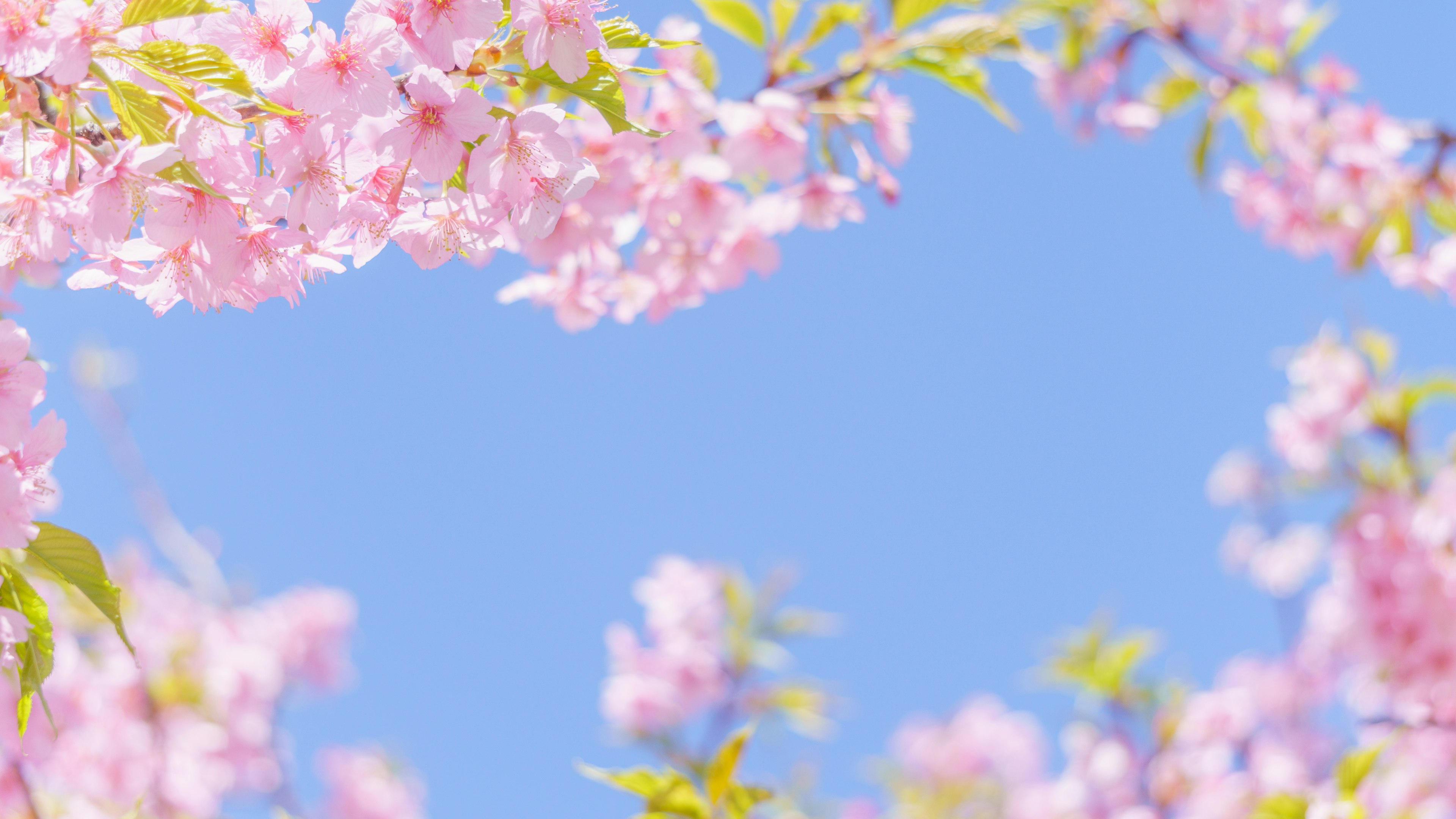 Cherry blossoms and green leaves against a blue sky