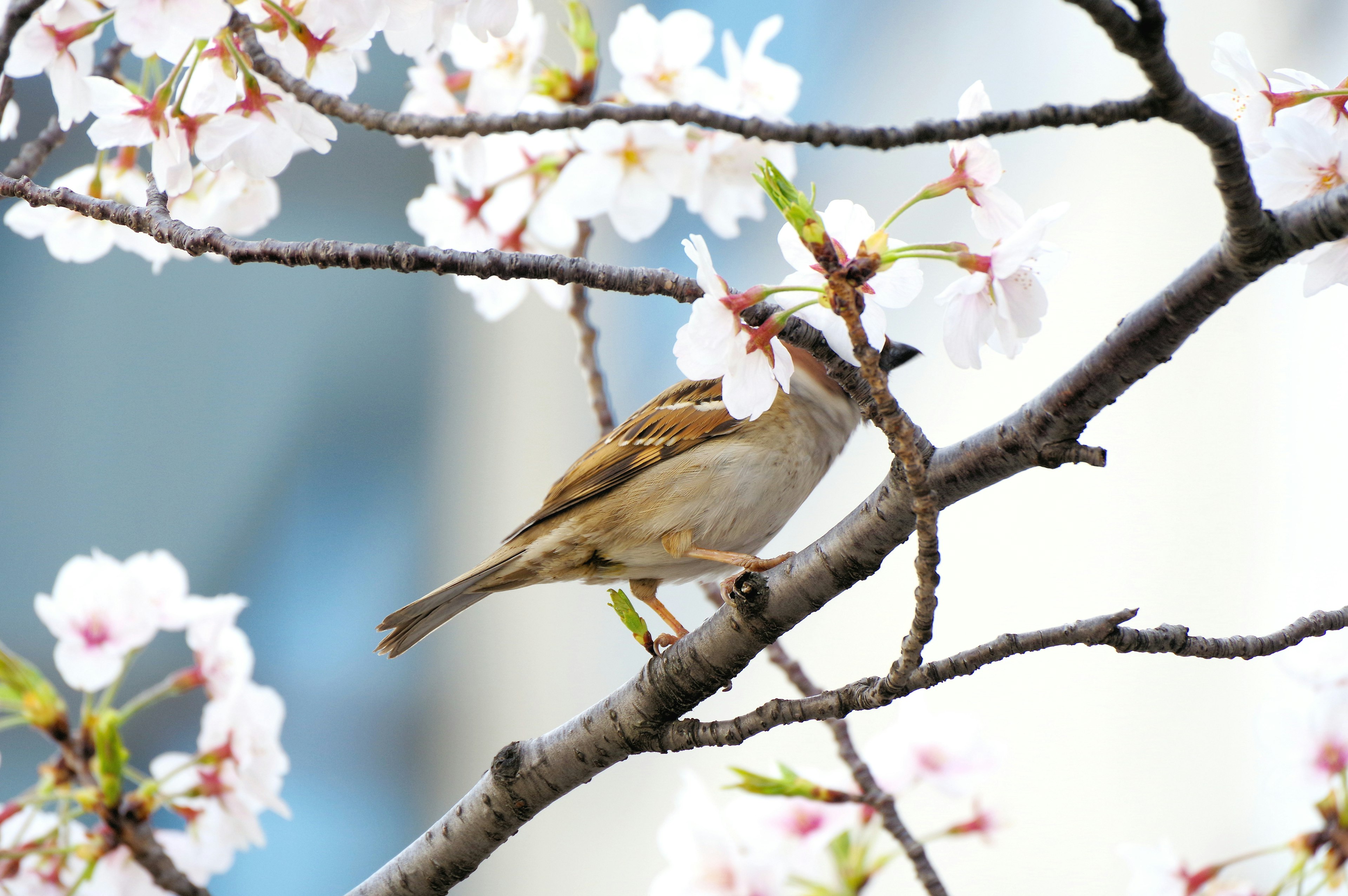 Ein kleiner Vogel, der zwischen Kirschblüten sitzt