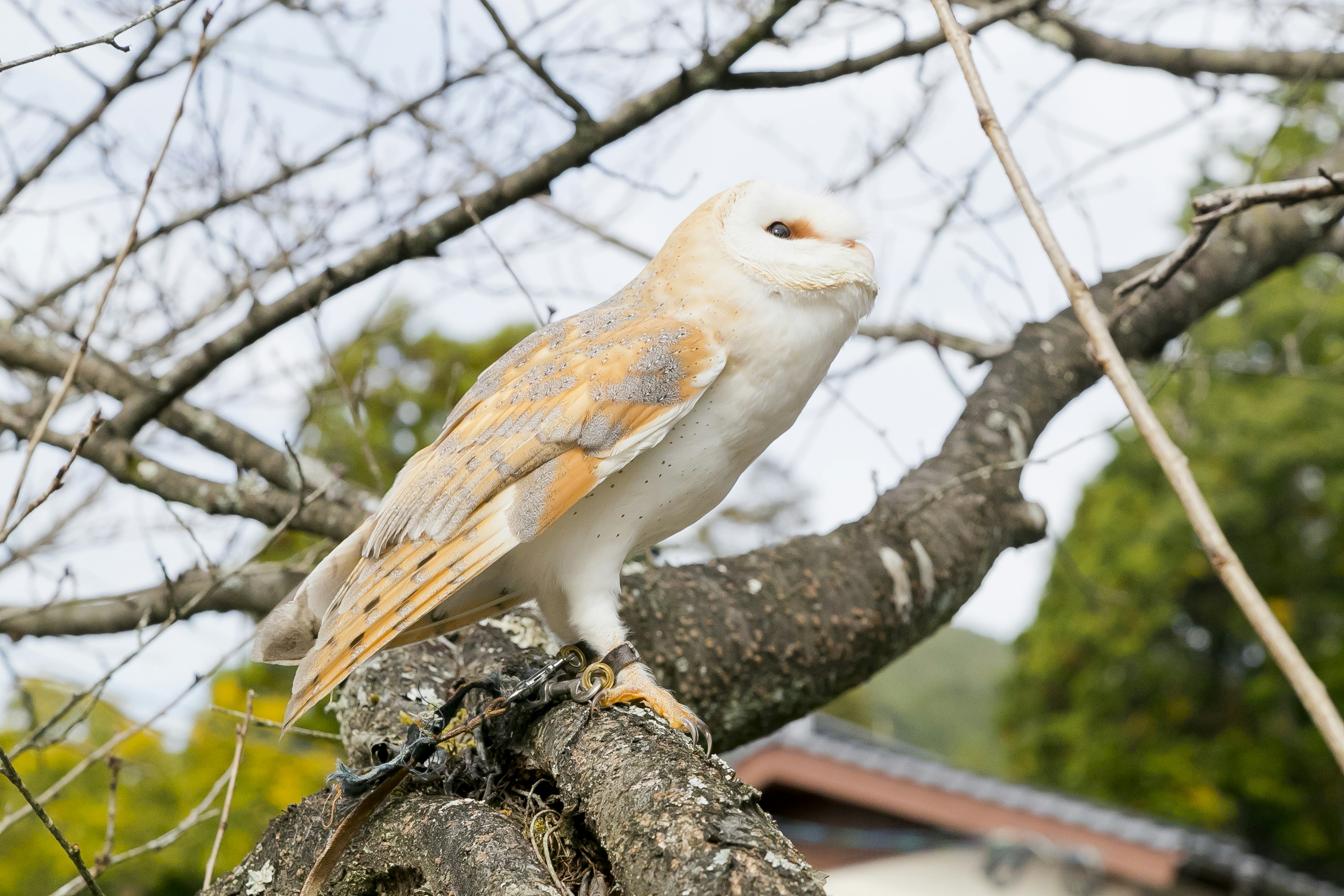 木の枝に止まっているフクロウの画像