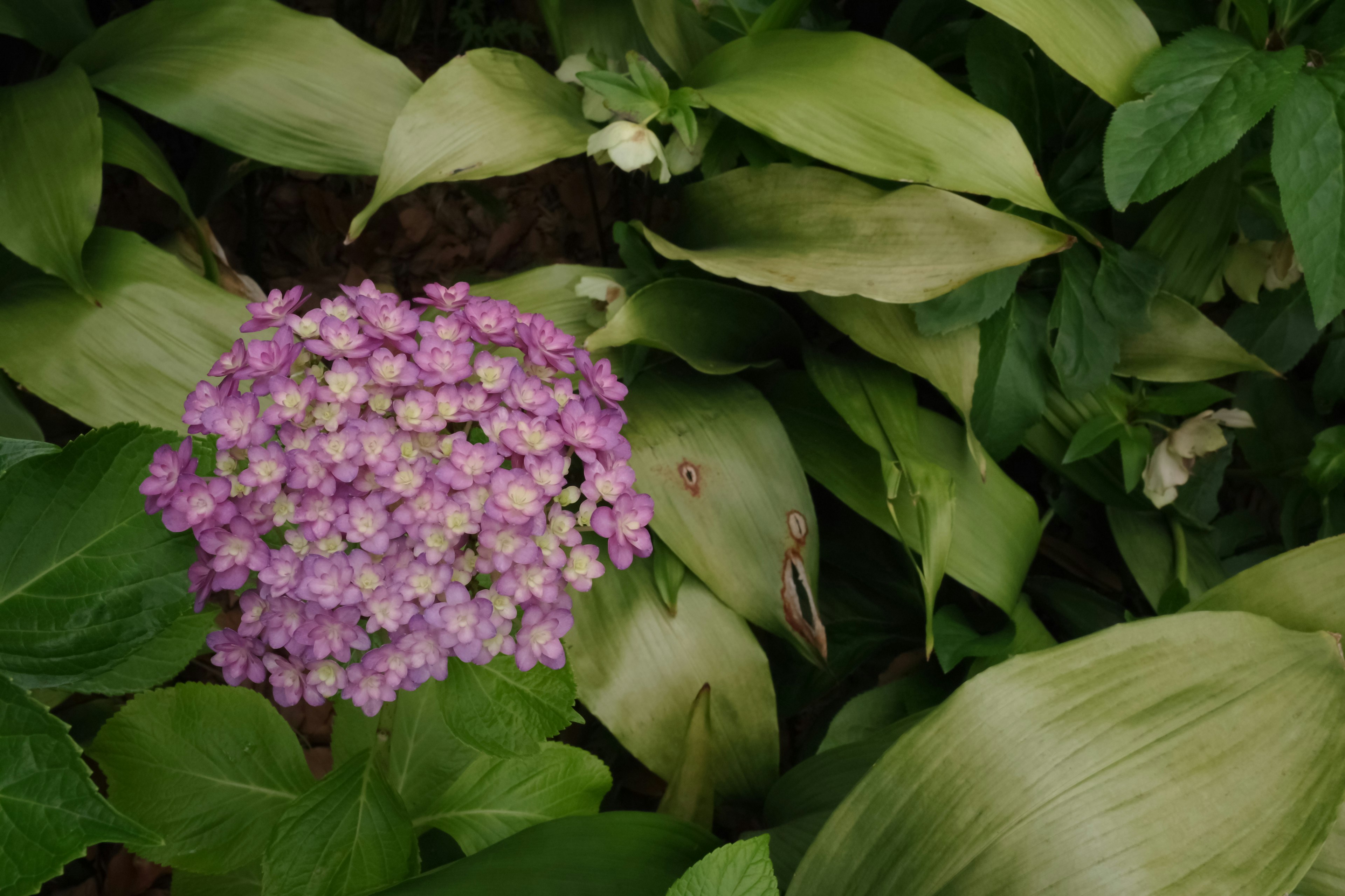 Gruppo di fiori viola circondati da foglie verdi