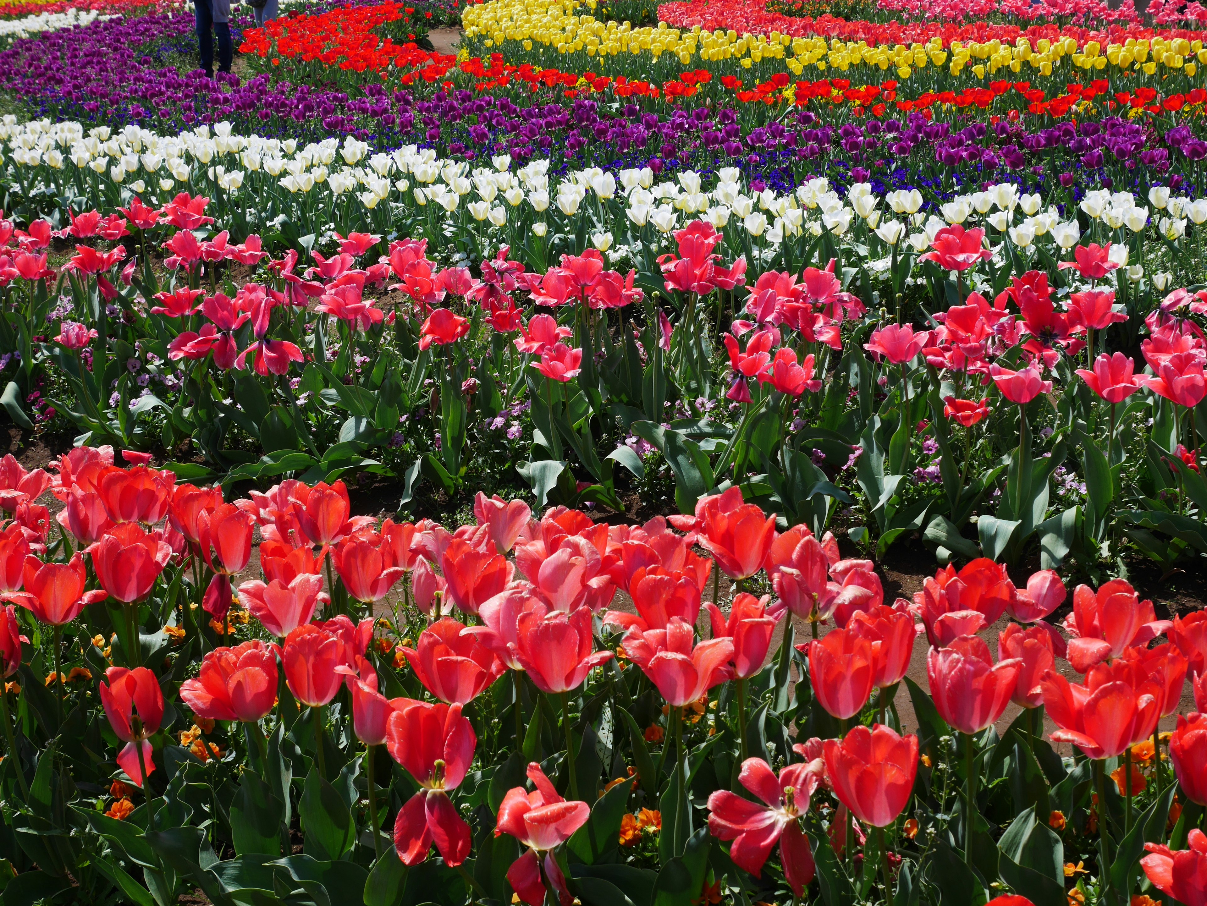 A vibrant flower field filled with colorful tulips