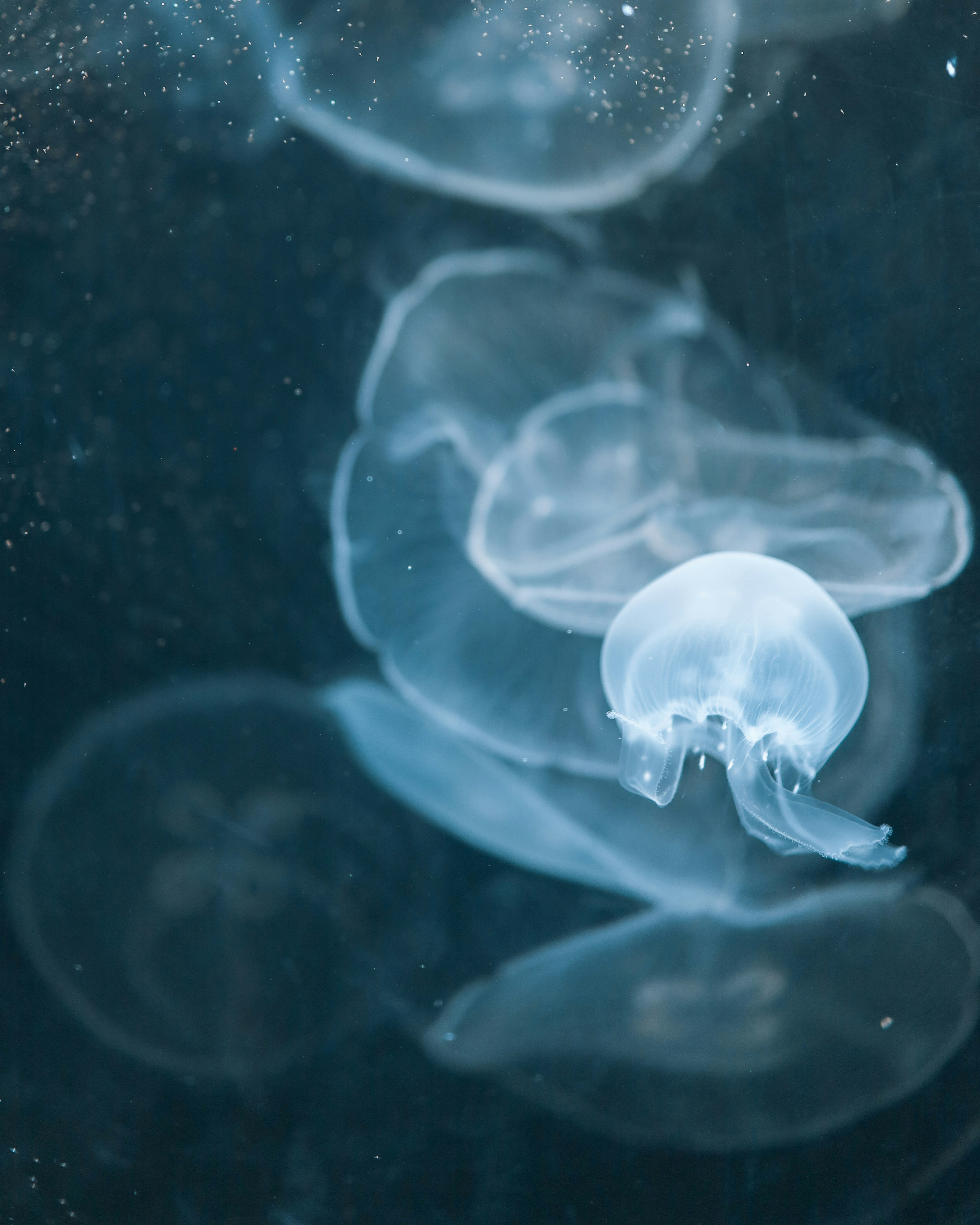 Un groupe de méduses transparentes flottant sur un fond bleu foncé