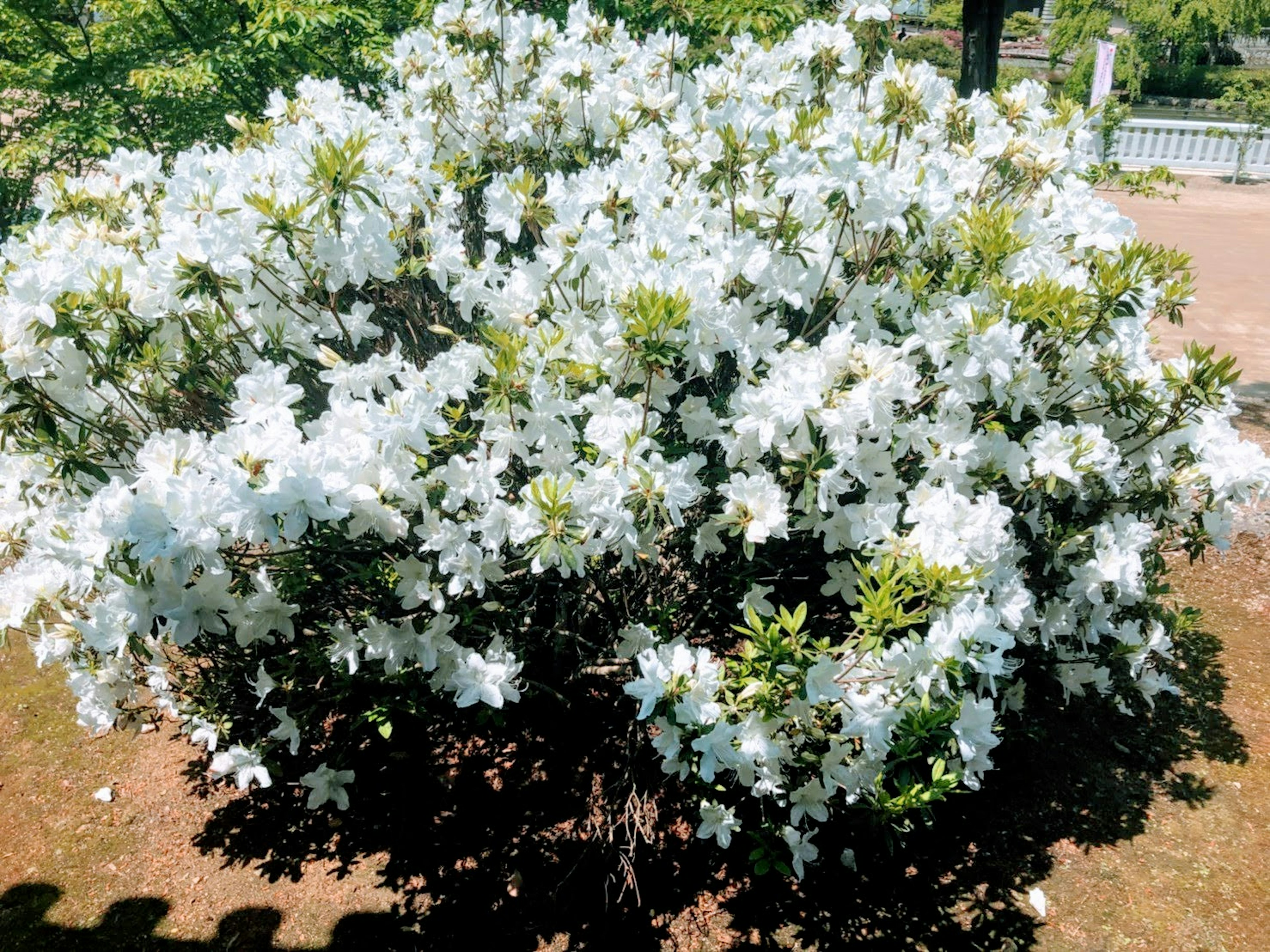 Azalea bush with abundant white flowers