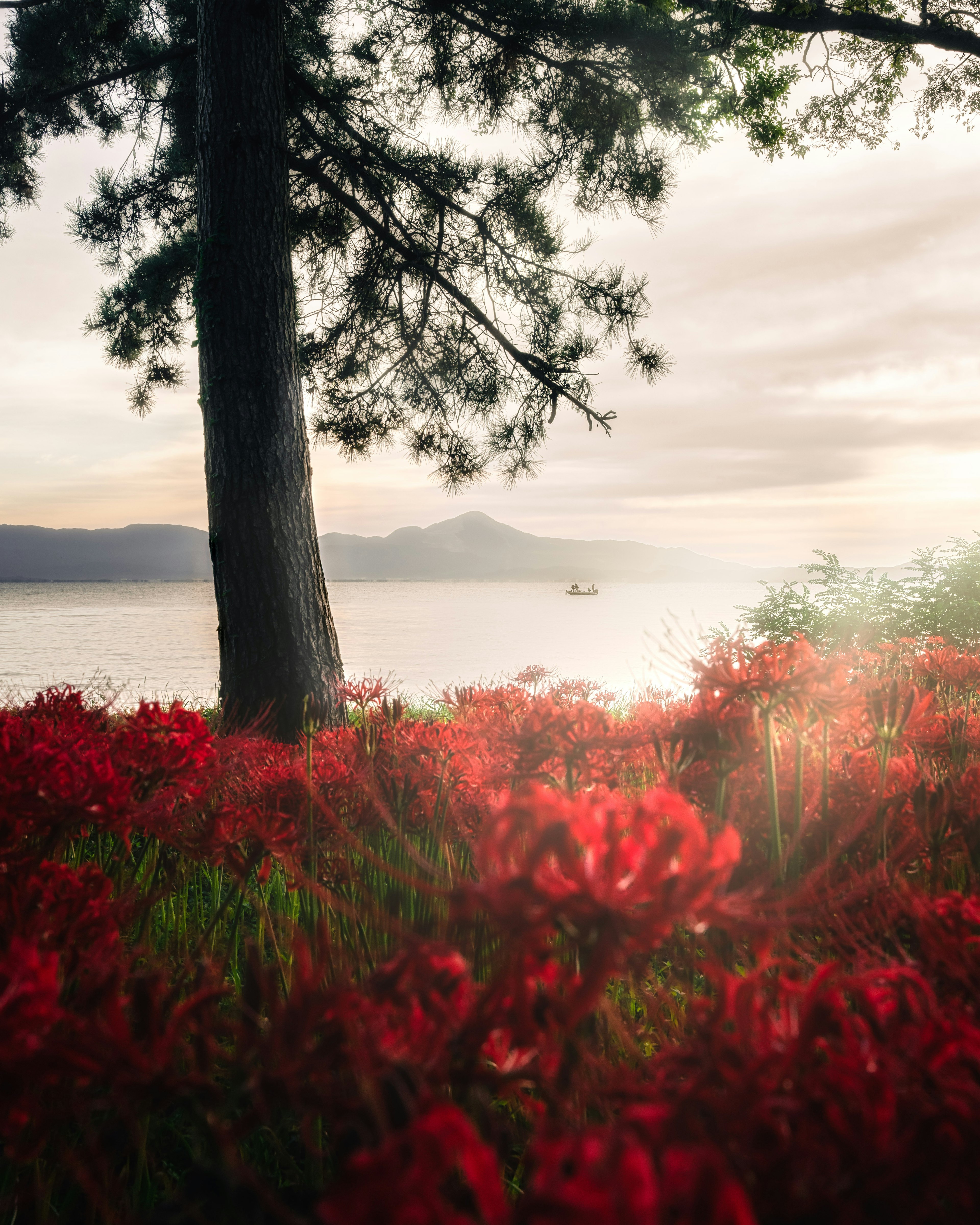 Vista escénica de flores rojas en primer plano con un árbol y un lago al fondo