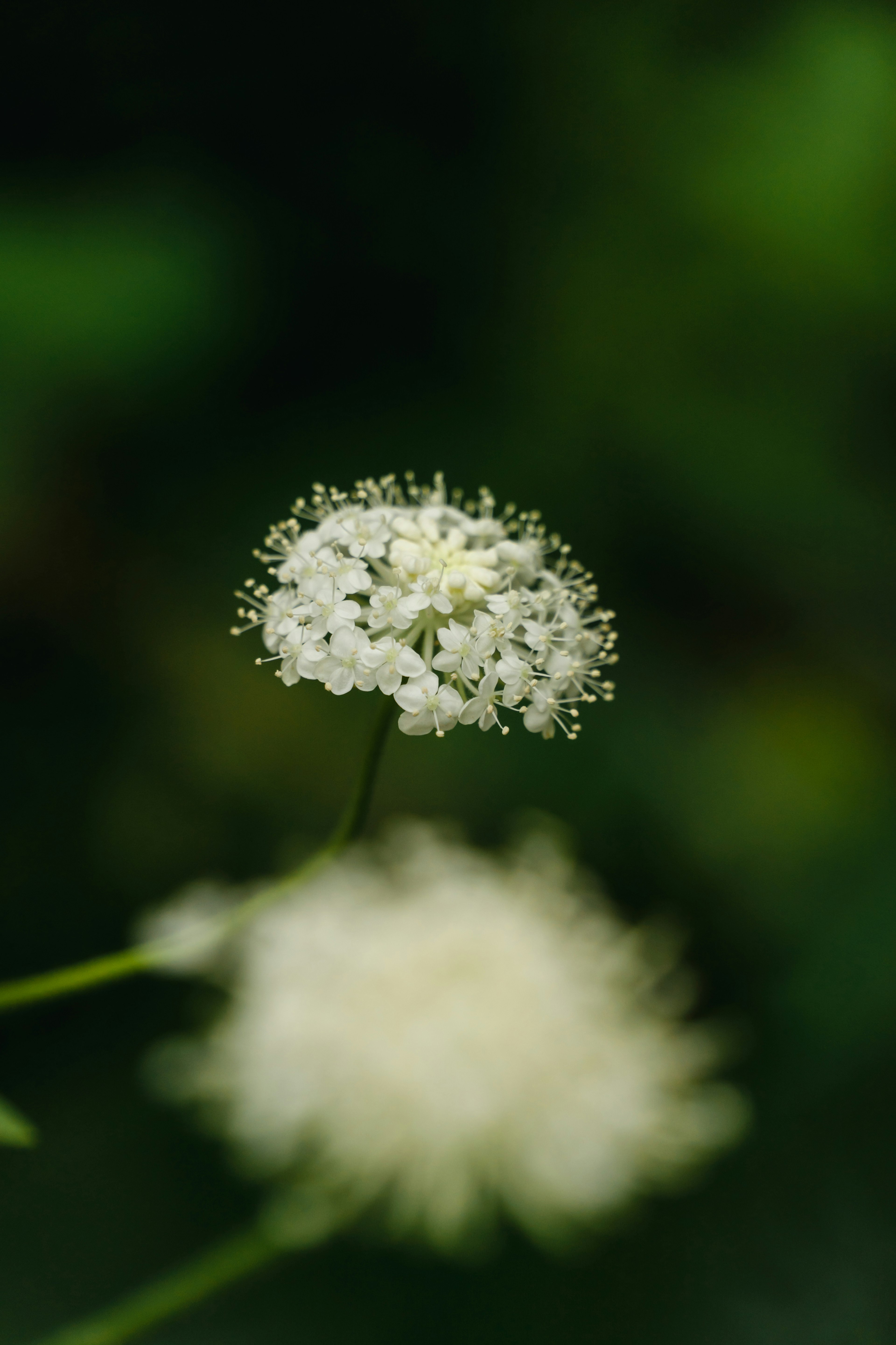 Nahaufnahme einer weißen Blume mit unscharfem grünem Hintergrund