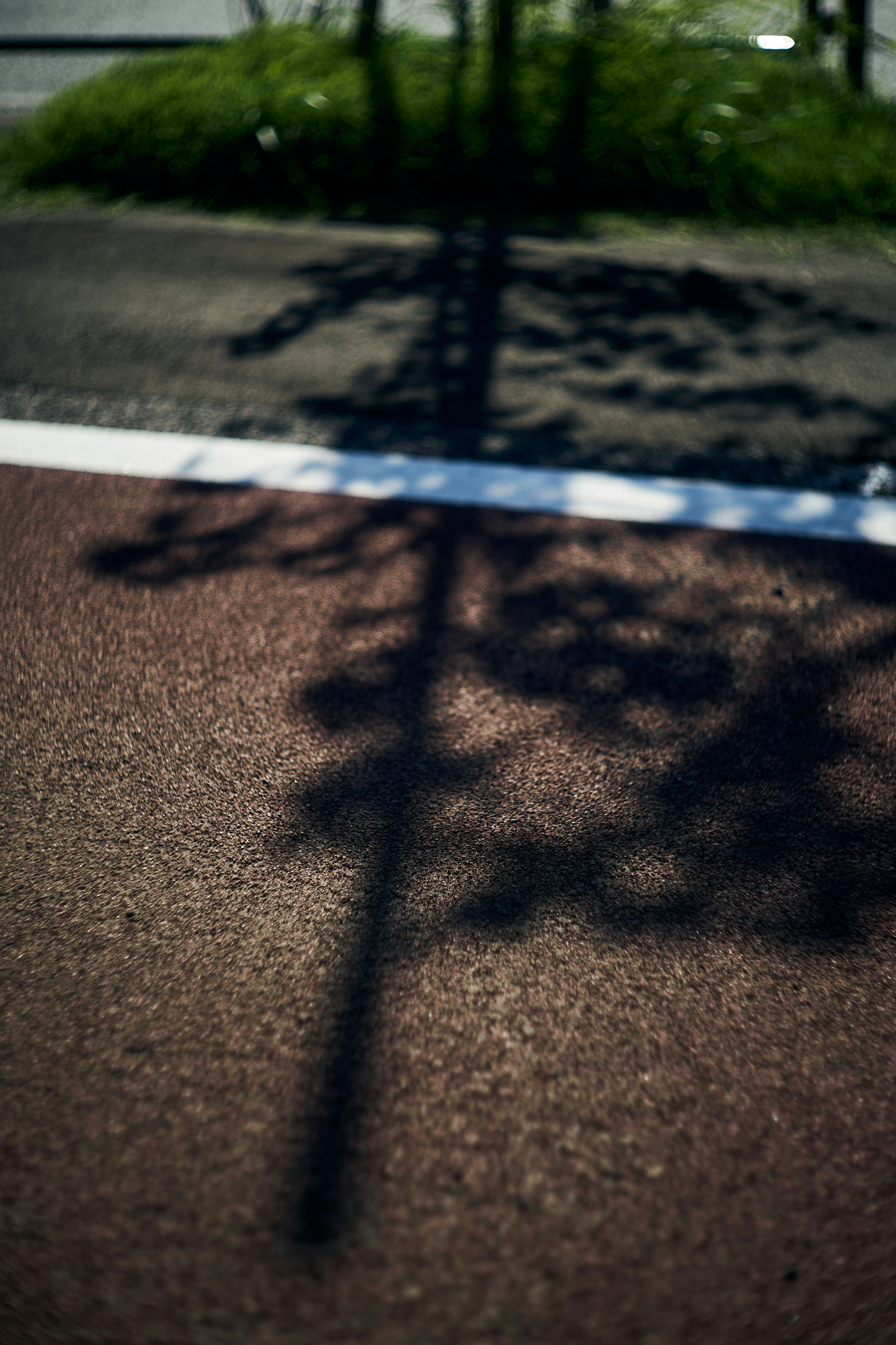 Tree shadow cast on the ground with green grass in the background