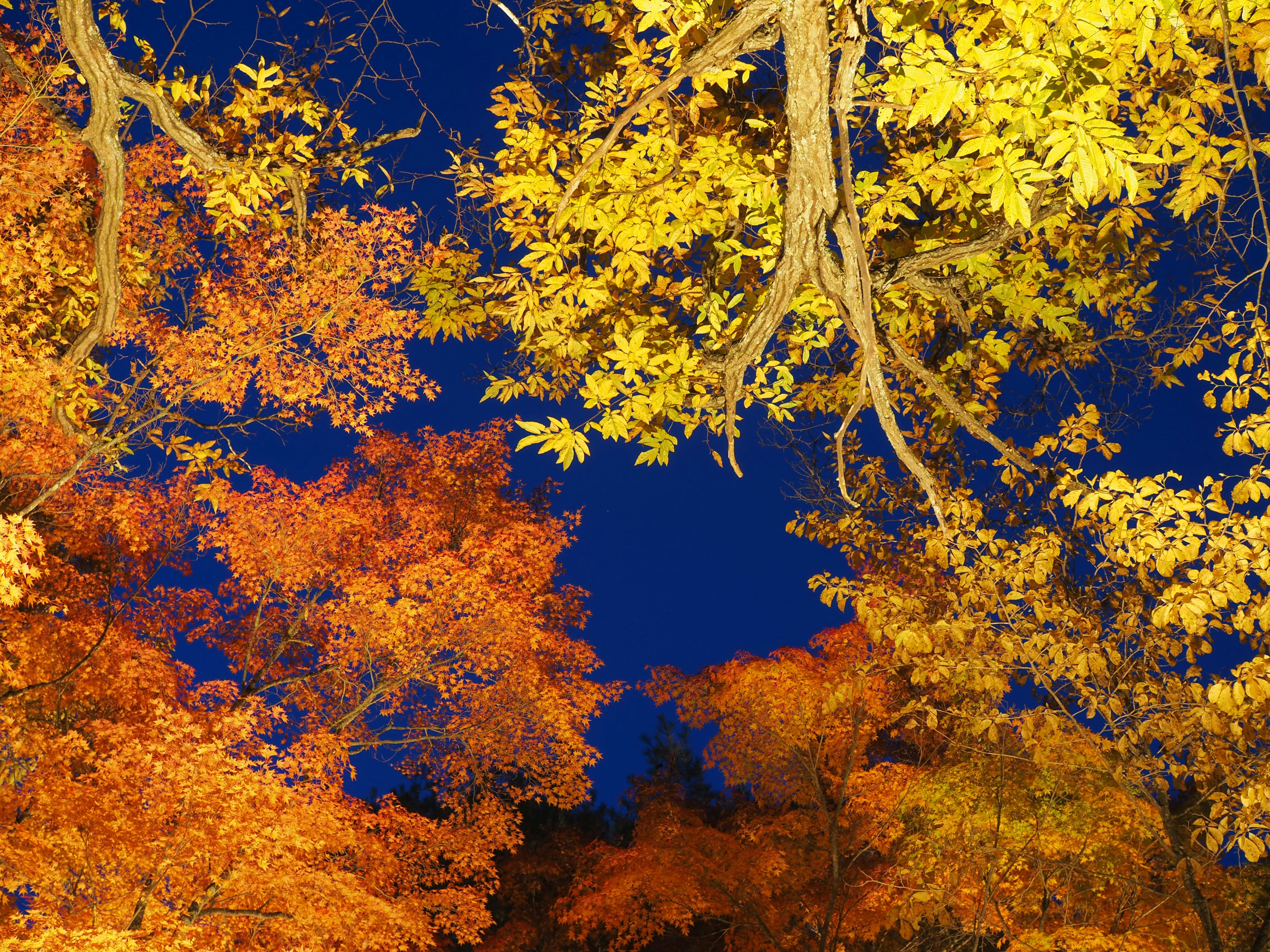 Vibrant orange and yellow autumn leaves against a blue sky