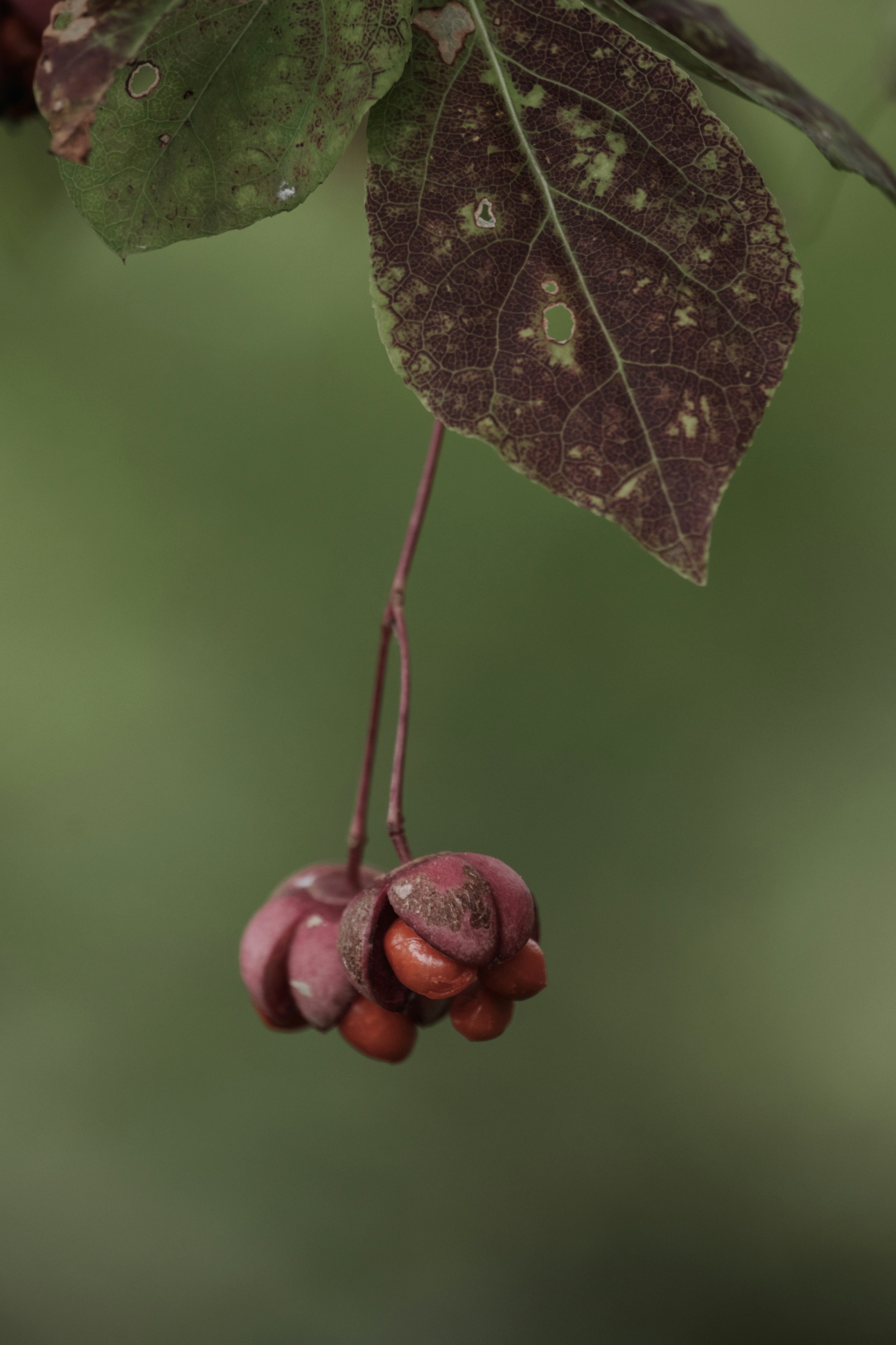 Brownish-red fruit hanging with green leaves in the background