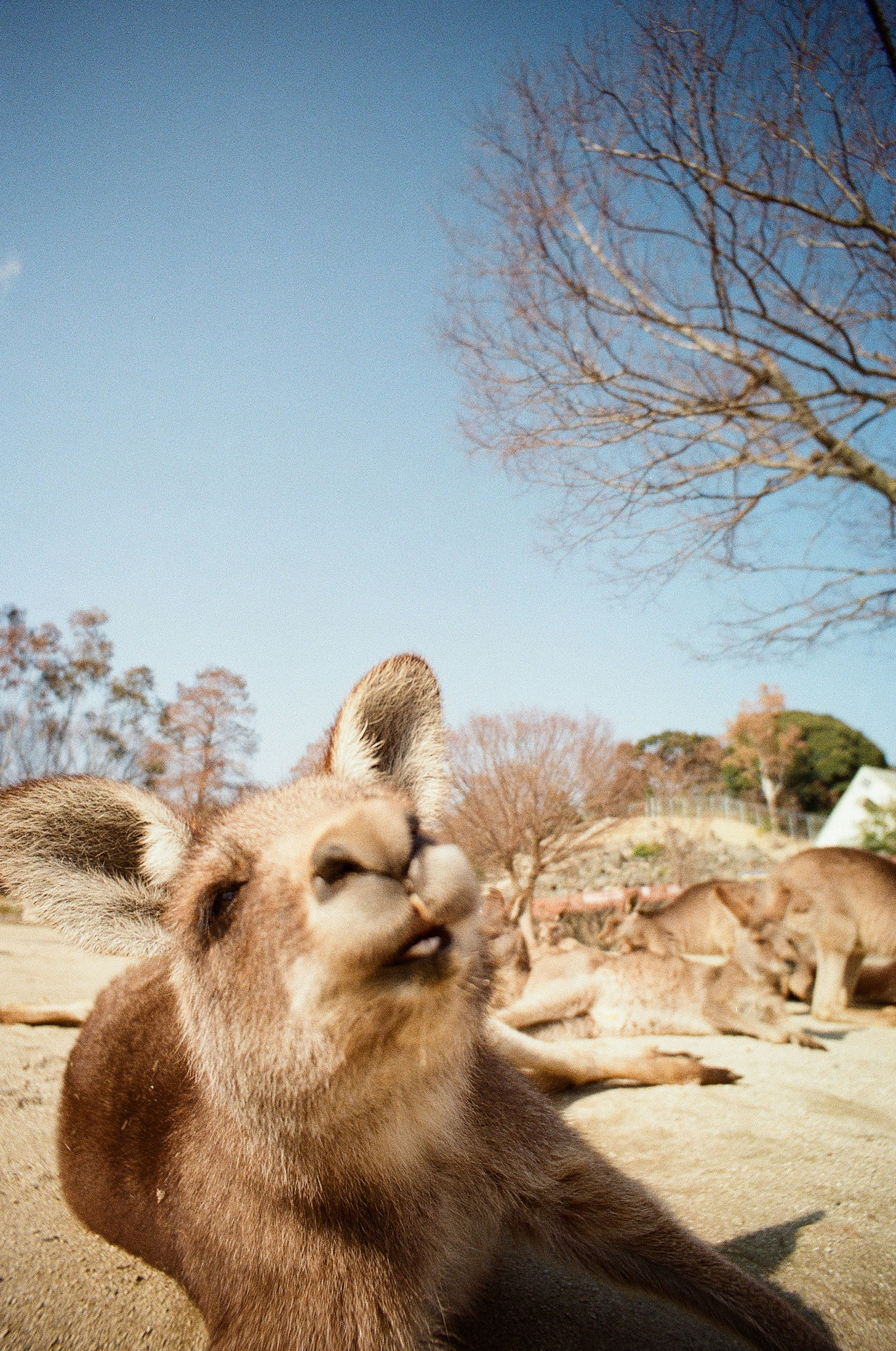 A kangaroo resting with trees in the background