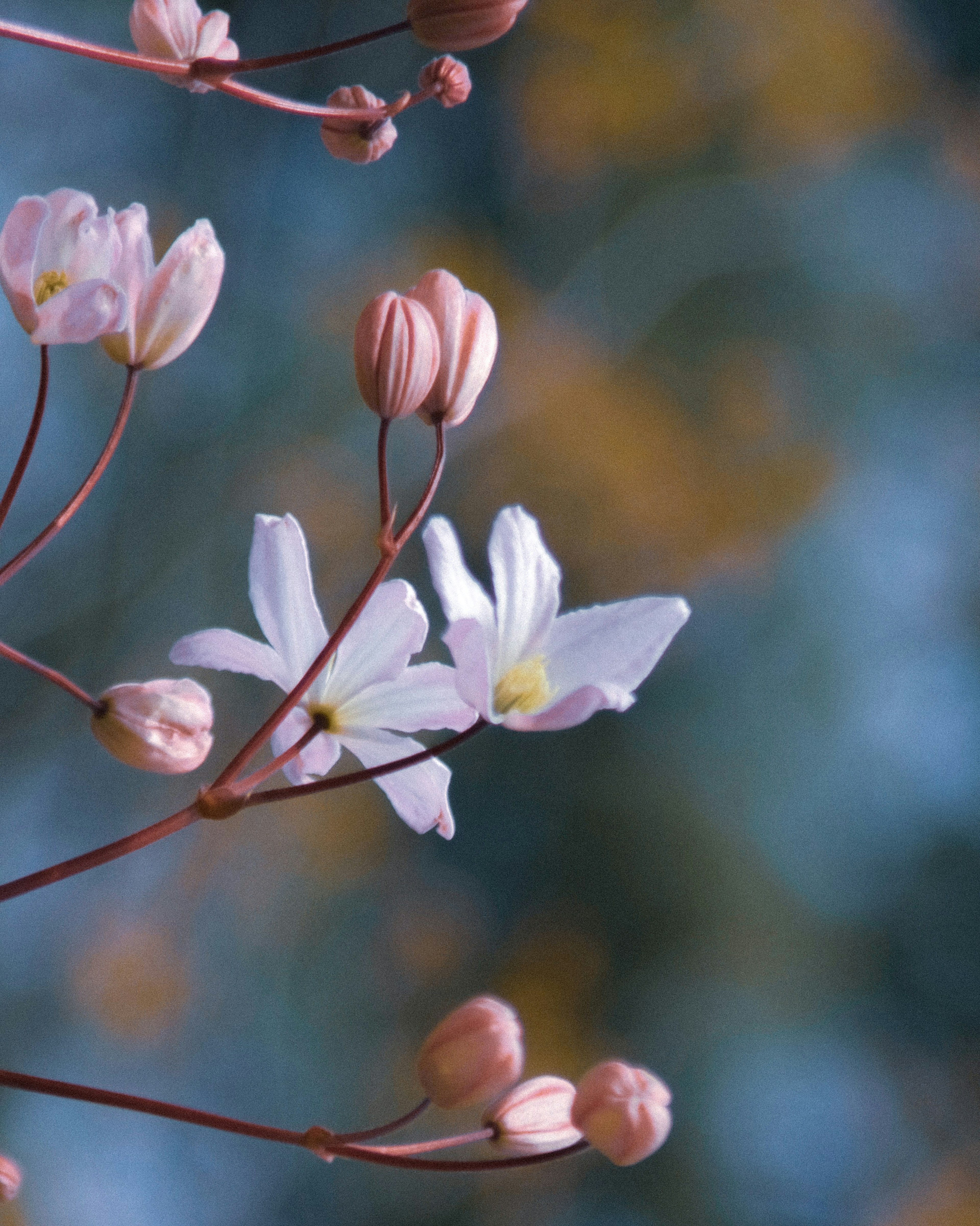 薄いピンクの花とつぼみがついた植物のクローズアップ背景はぼやけた色合い