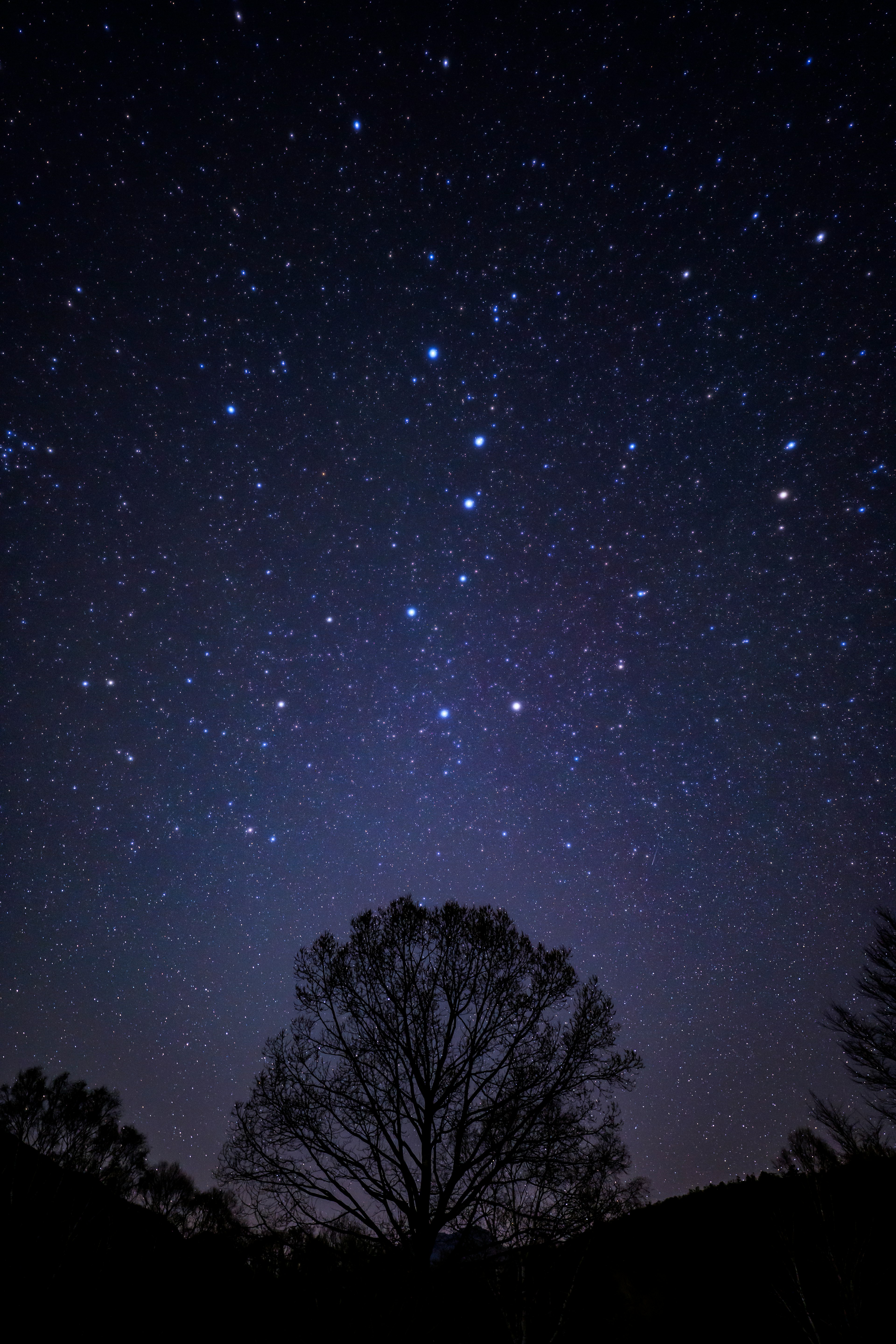 Ciel nocturne rempli d'étoiles et silhouette d'un arbre