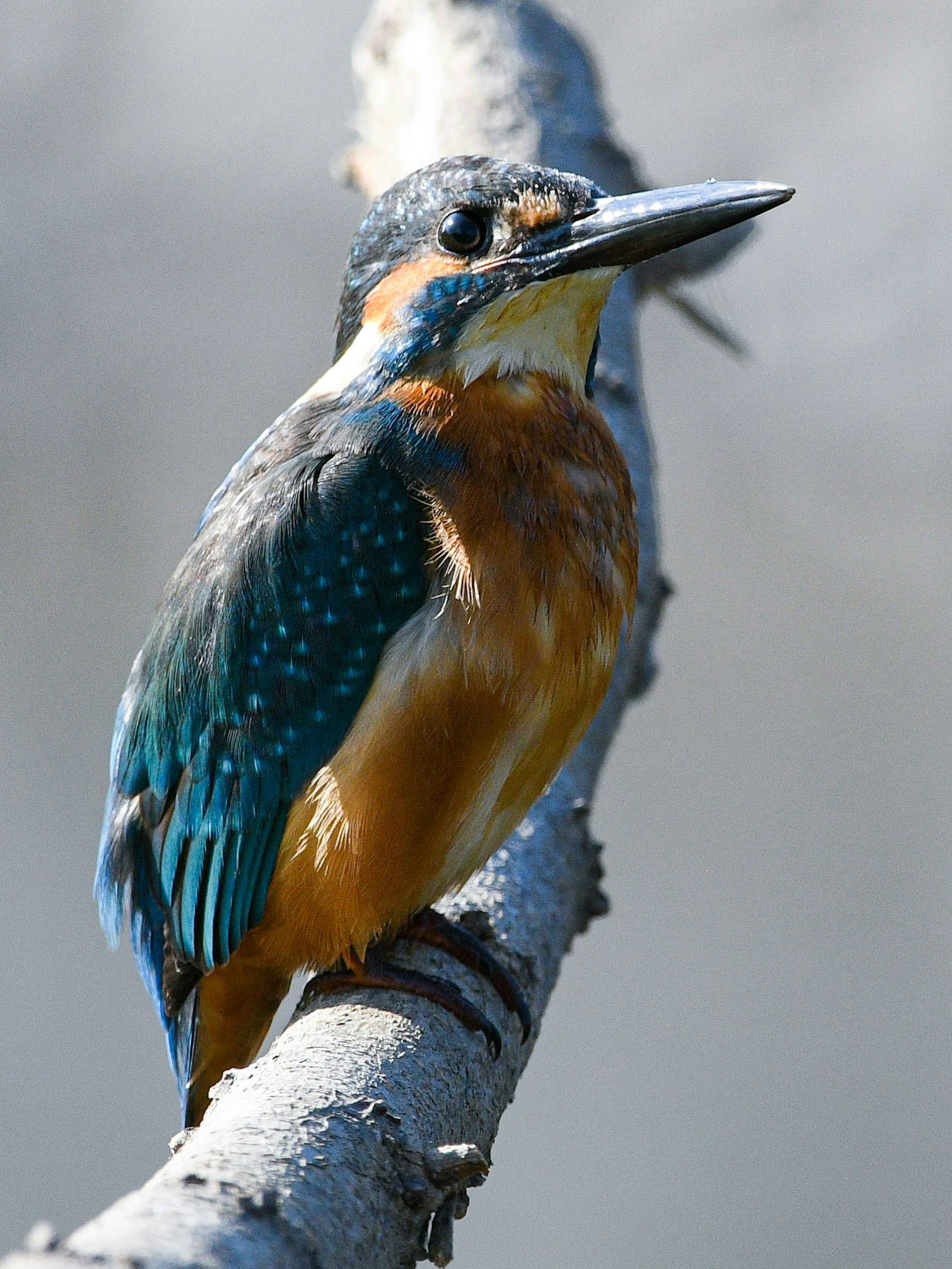 Un martin-pêcheur perché sur une branche montrant des couleurs vives