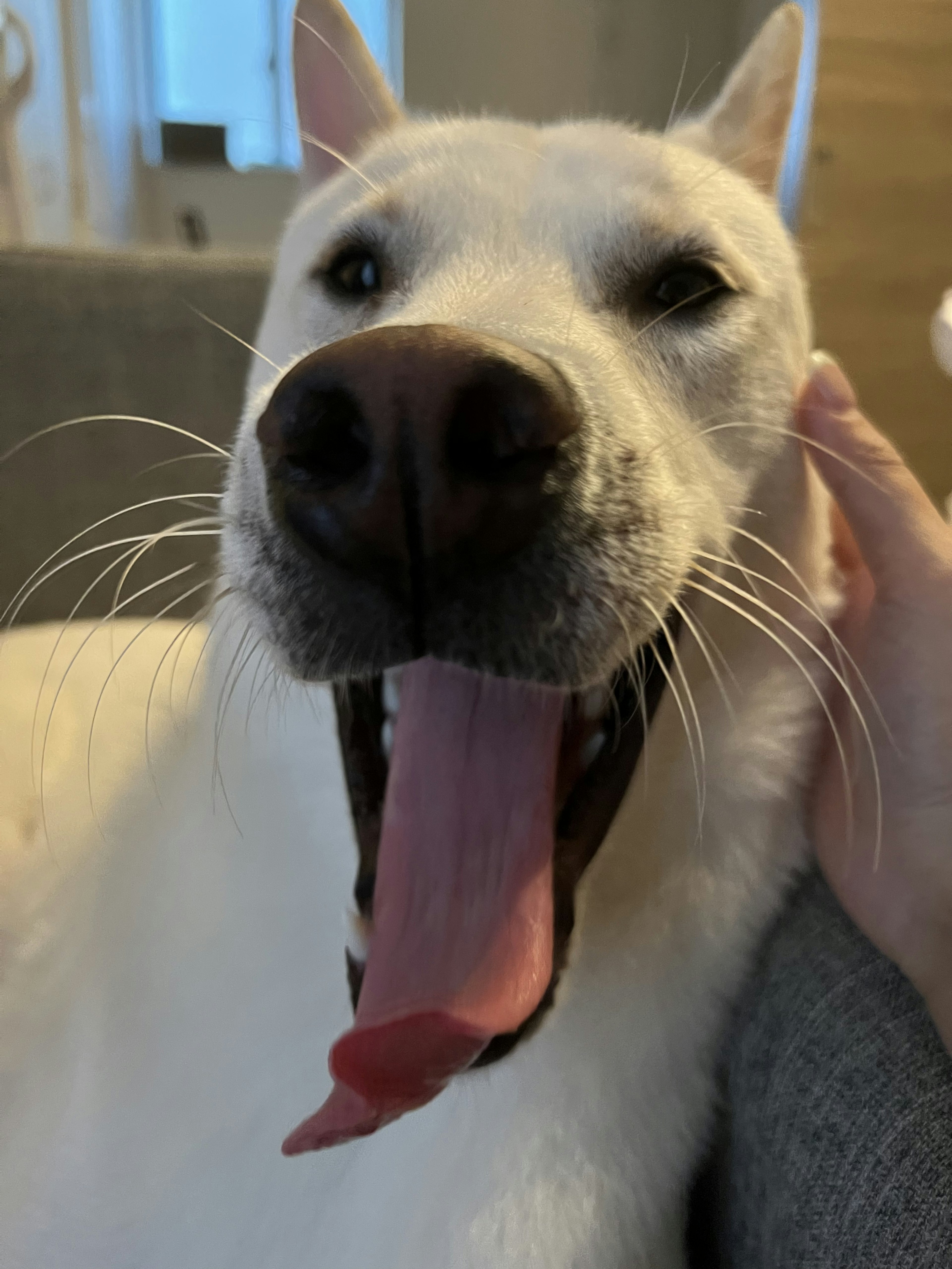 A white dog yawning with a relaxed expression and a hand gently touching its head