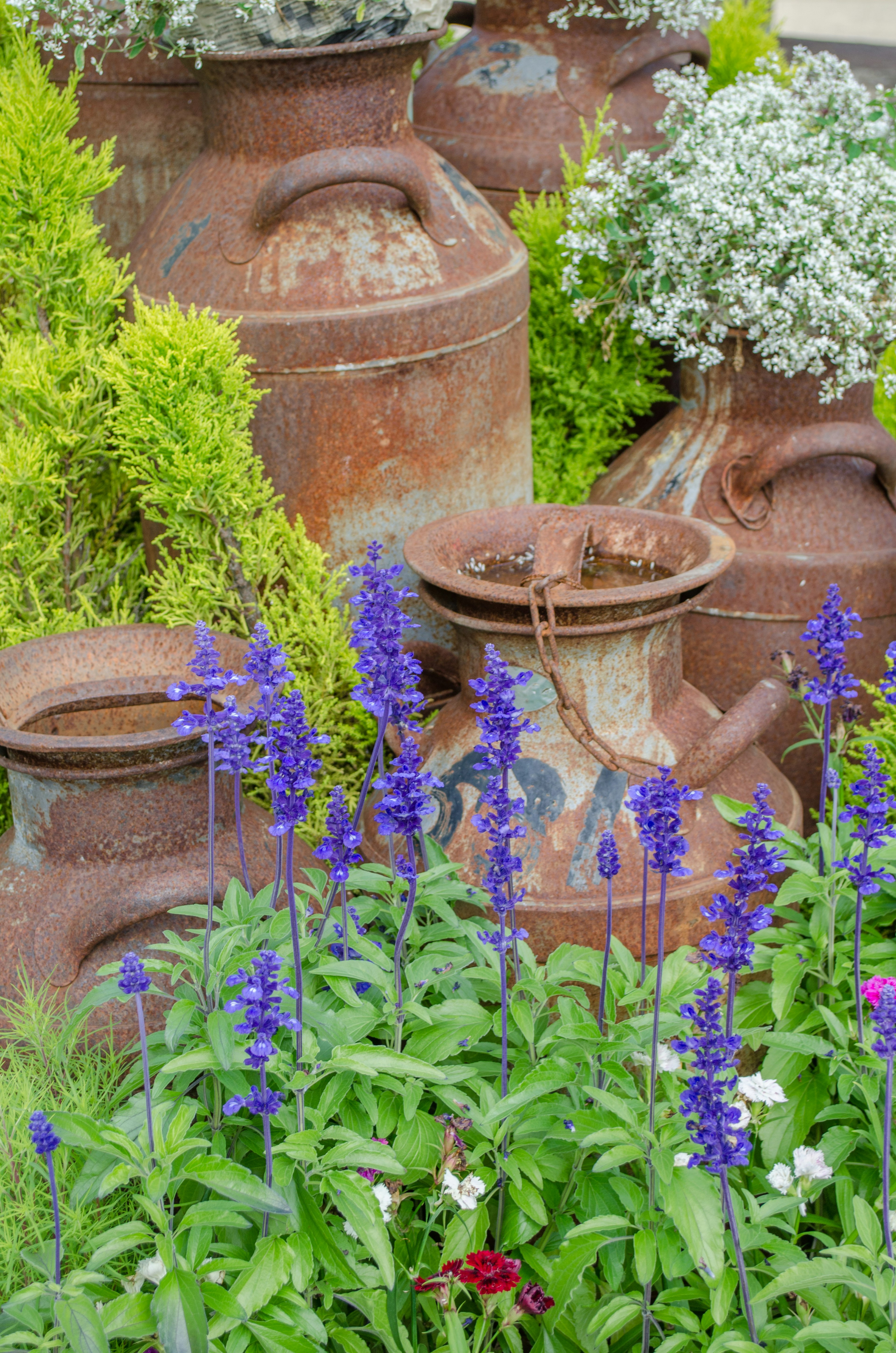 Rusty milk cans surrounded by colorful flowers in a garden setting