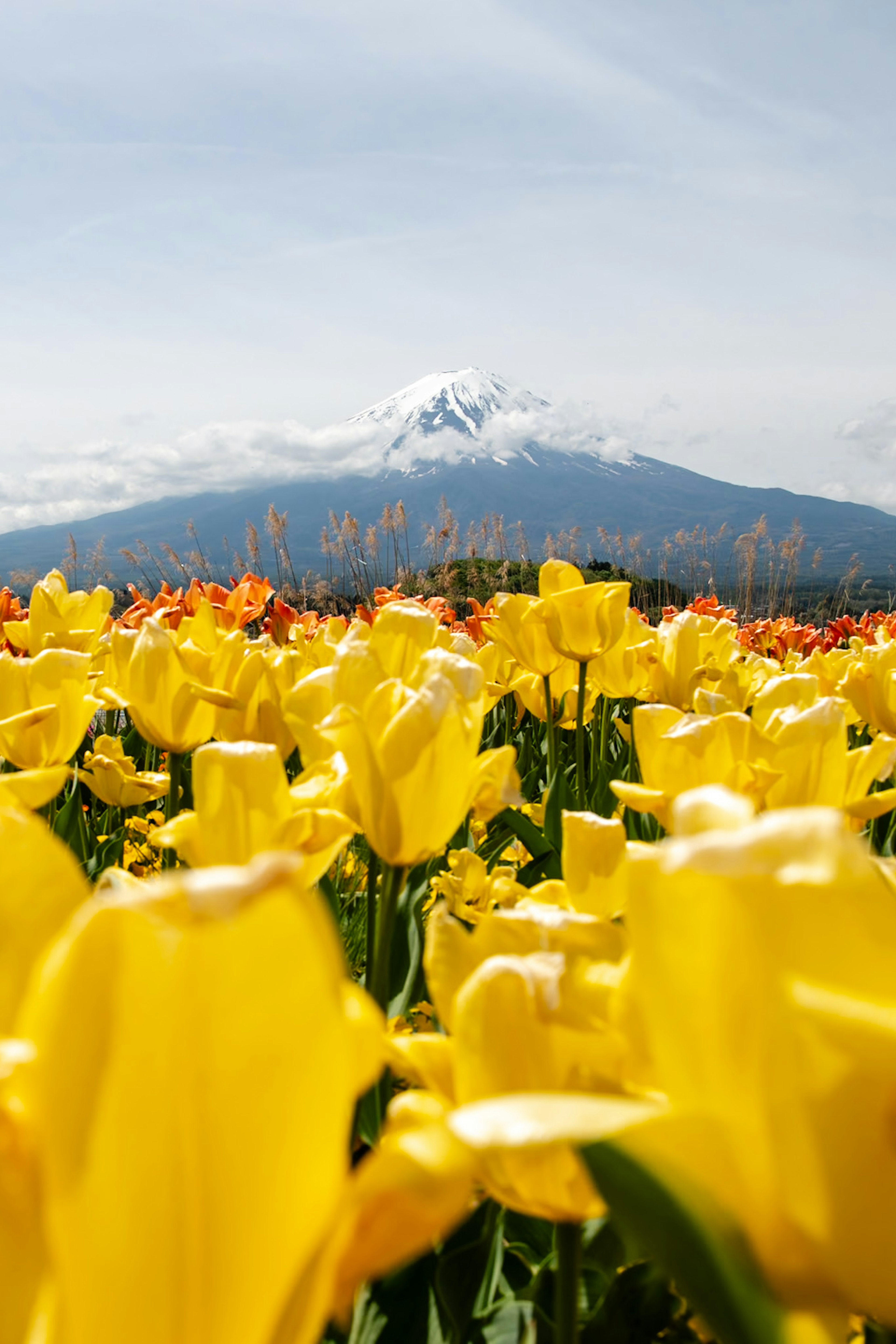 Lebendige gelbe Tulpenfelder mit einem schneebedeckten Berg im Hintergrund