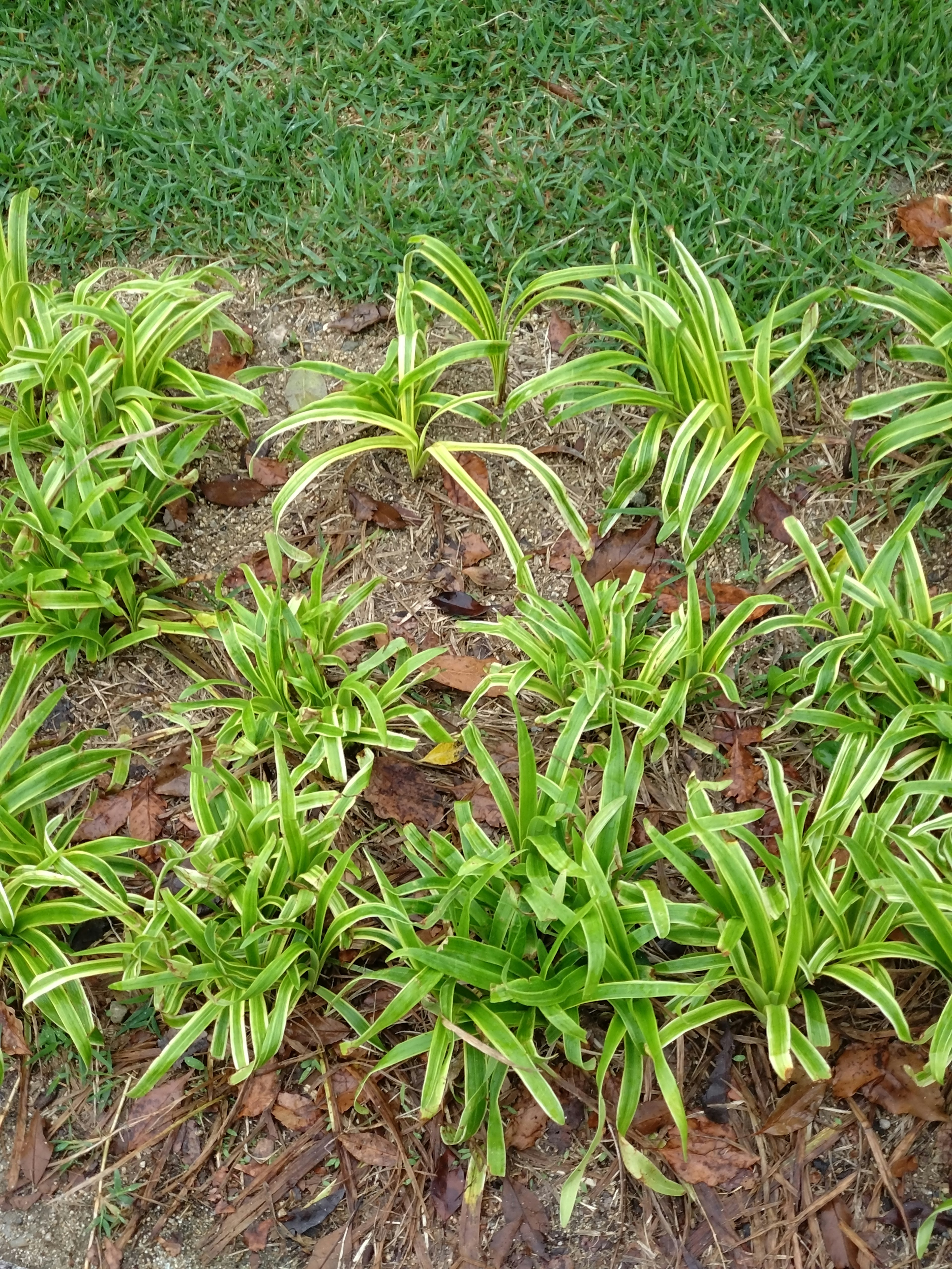 Eine Gruppe von grünen Pflanzen in einem Garten