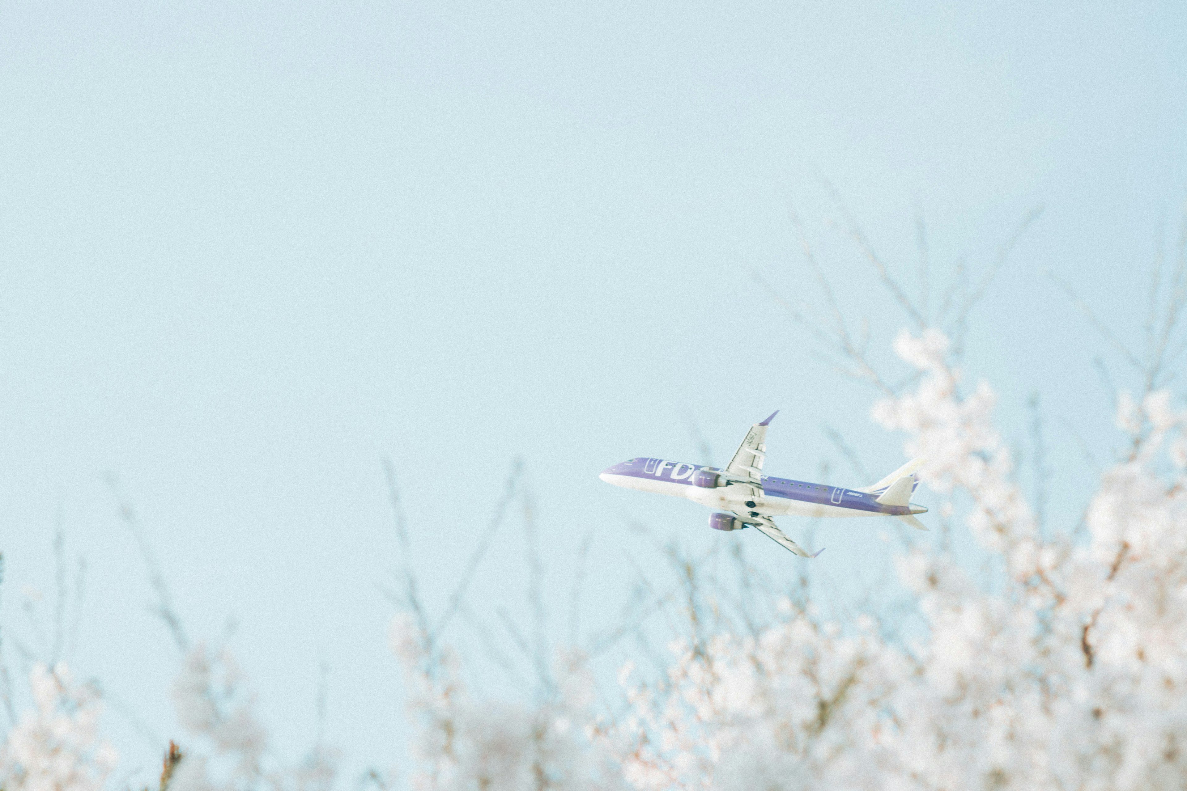 青空を背景にした飛行機と白い花の木