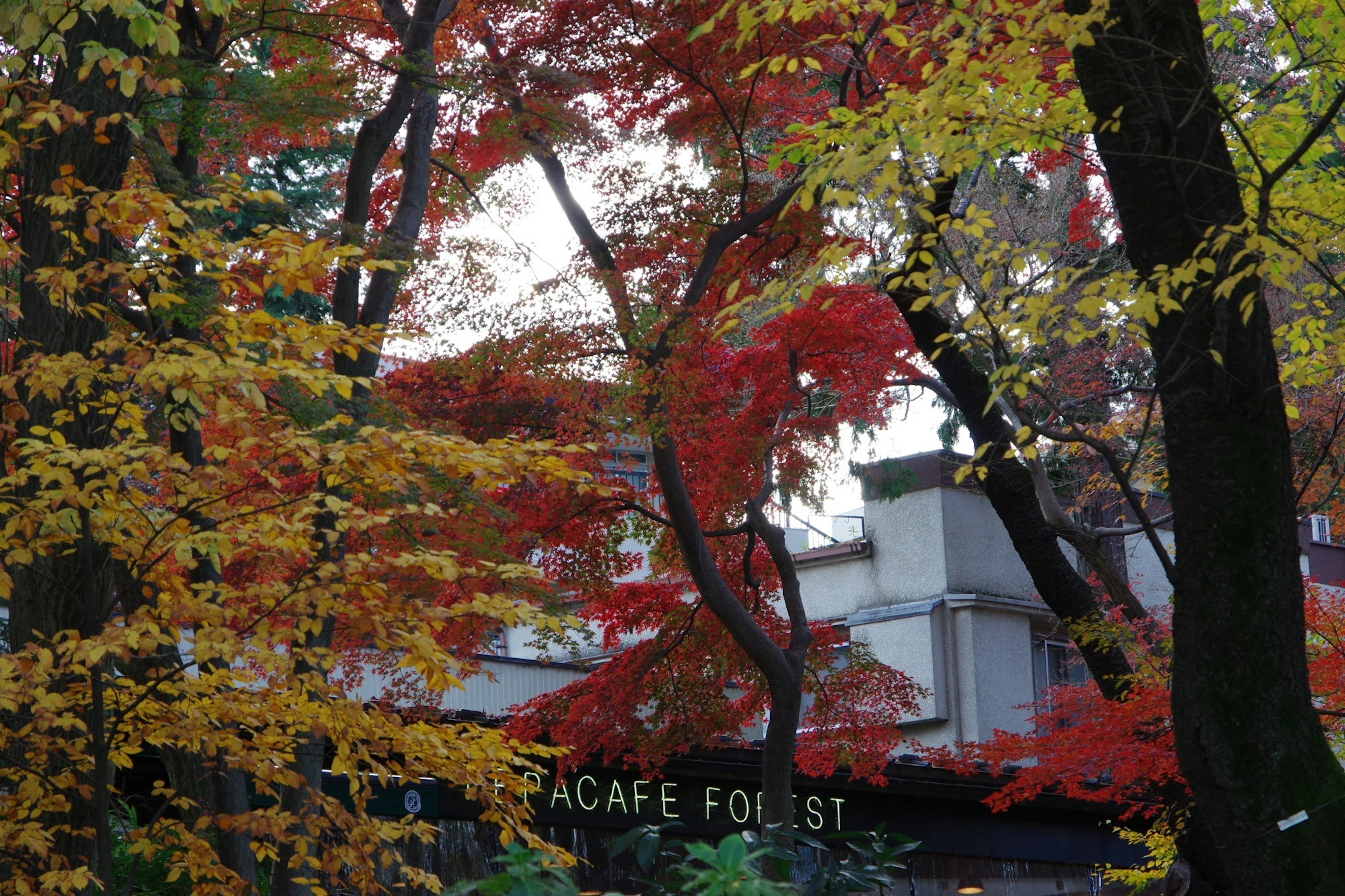 色とりどりの紅葉に囲まれたカフェの看板が見える風景