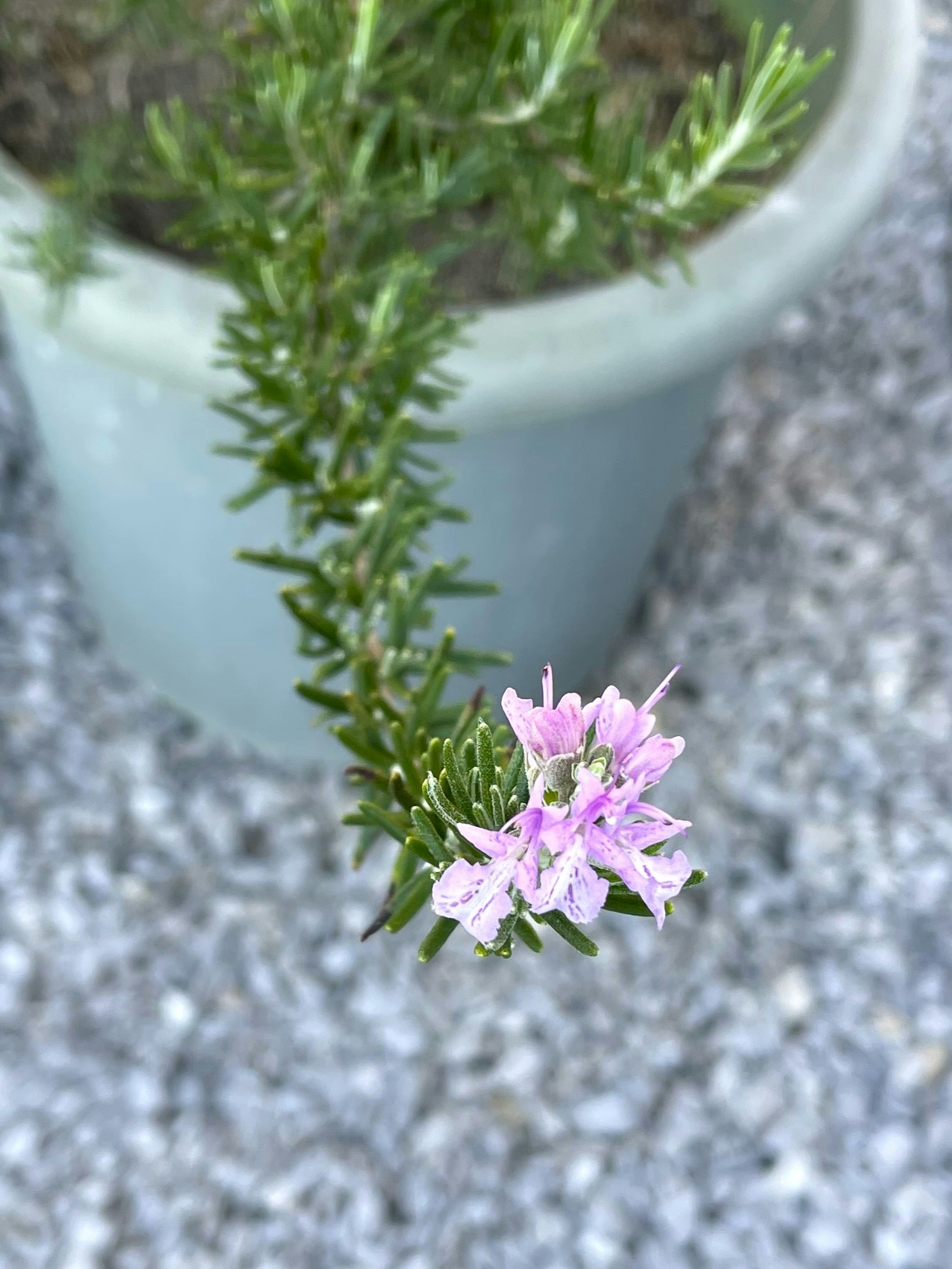 盆栽植物与小粉花的图像