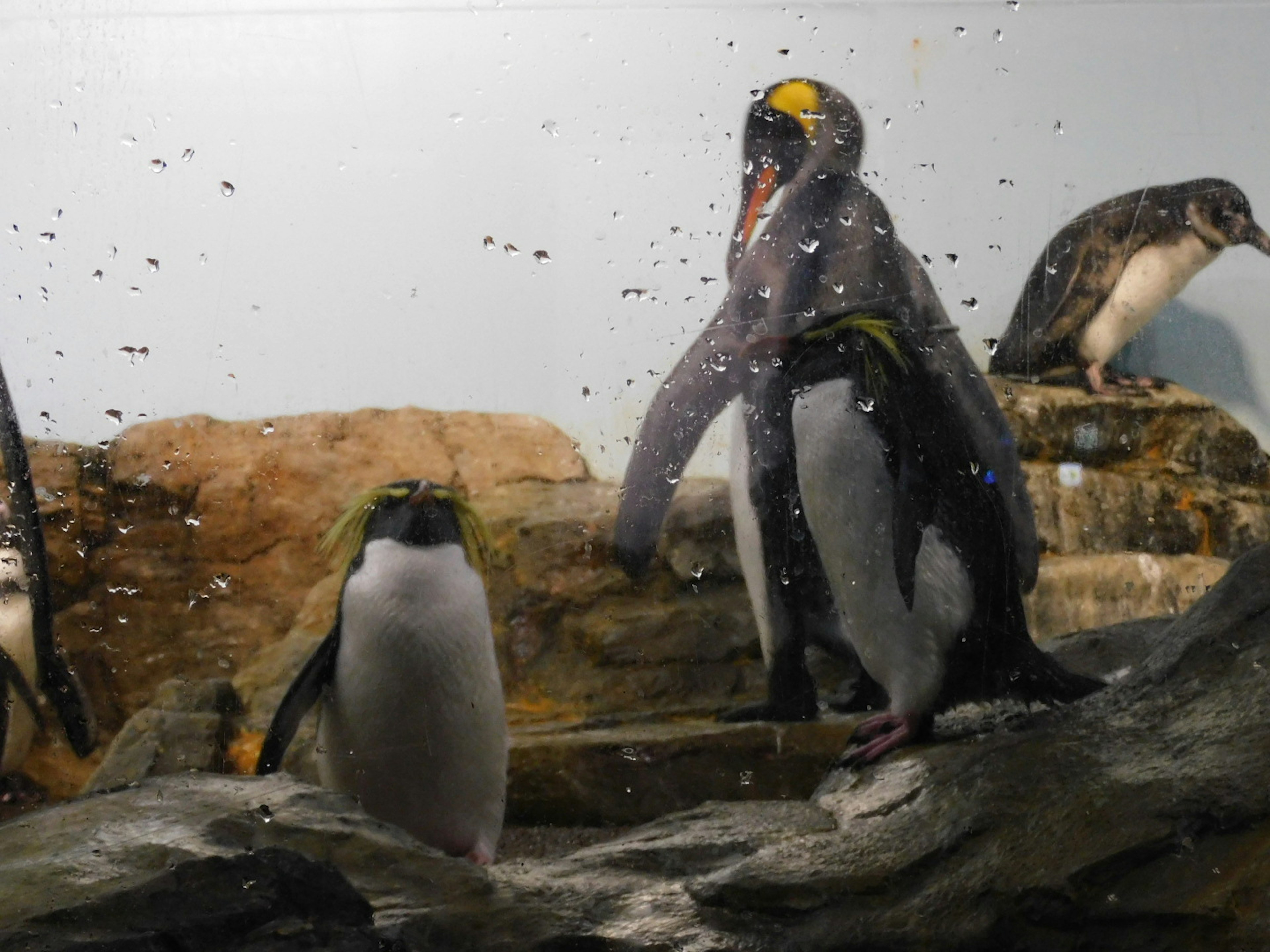 Sebuah adegan dengan penguin di dalam air dan latar belakang berbatu