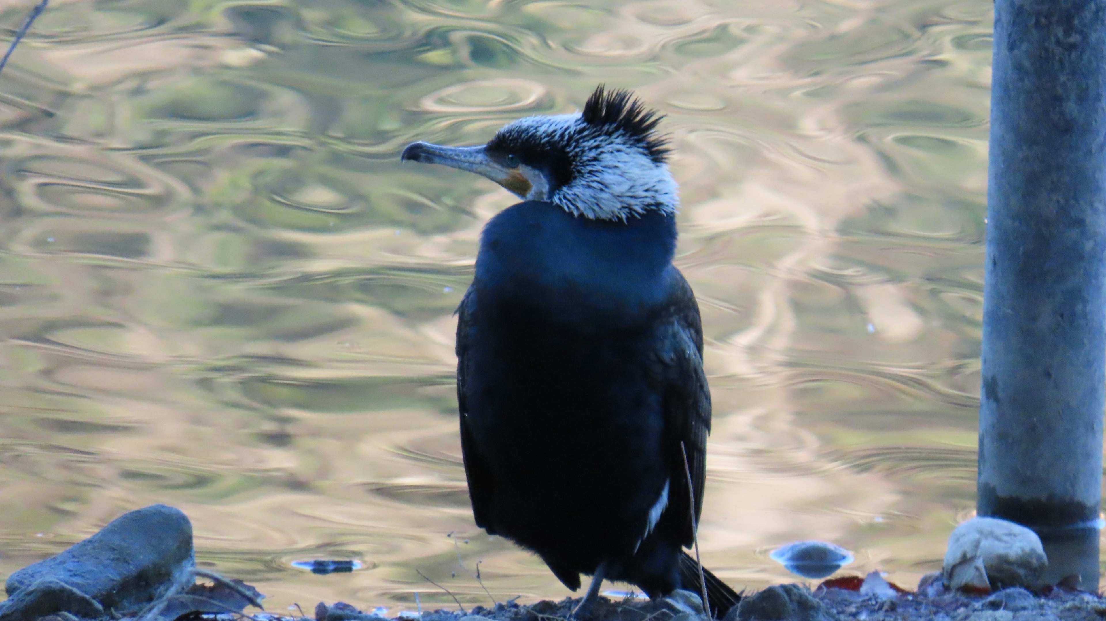 Cormorant đứng bên bờ nước với bộ lông đen đặc trưng và đầu trắng