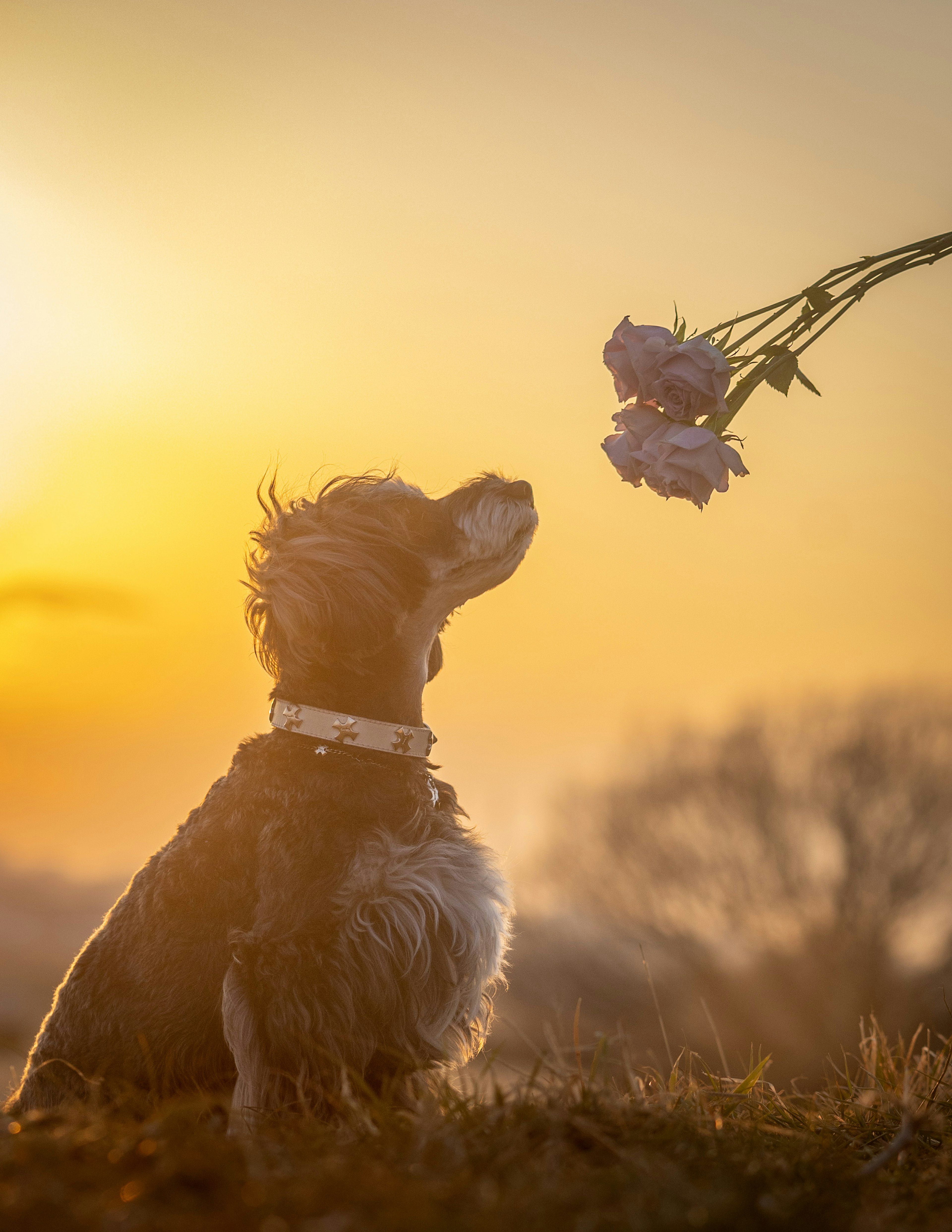 Dog looking at flowers against a sunset backdrop