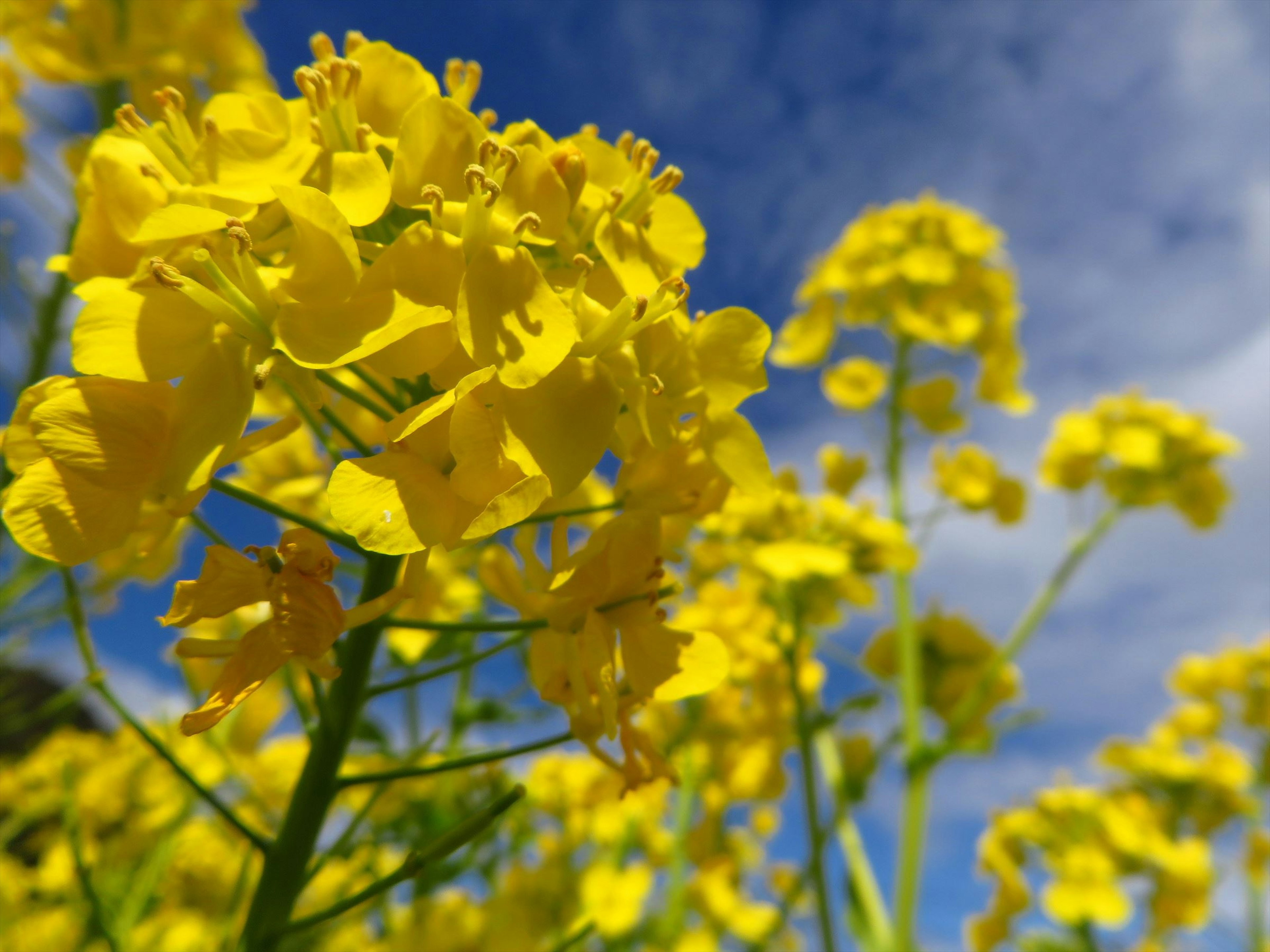 明るい黄色の菜の花が青空の下で咲いている