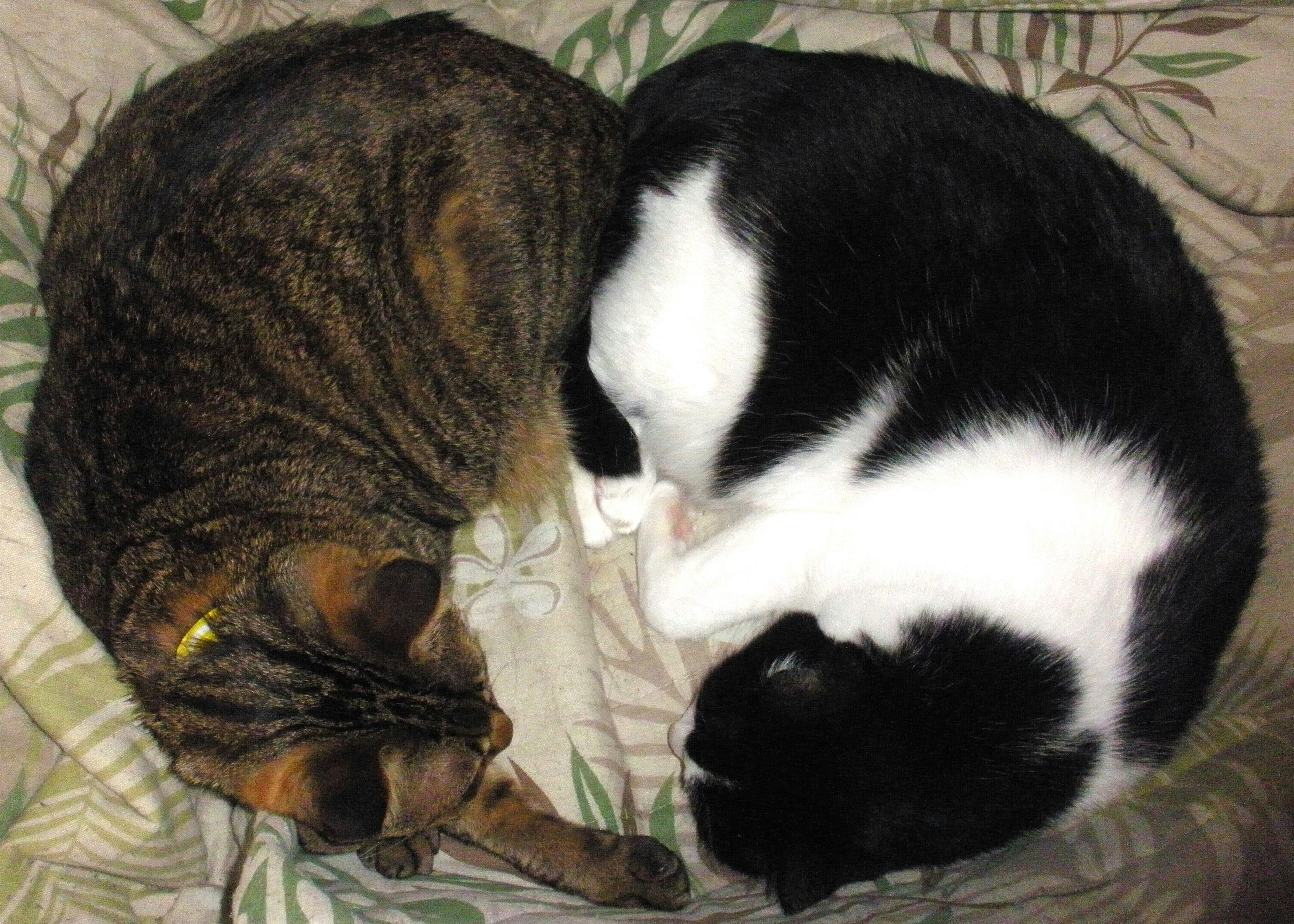 Deux chats enroulés dormant ensemble