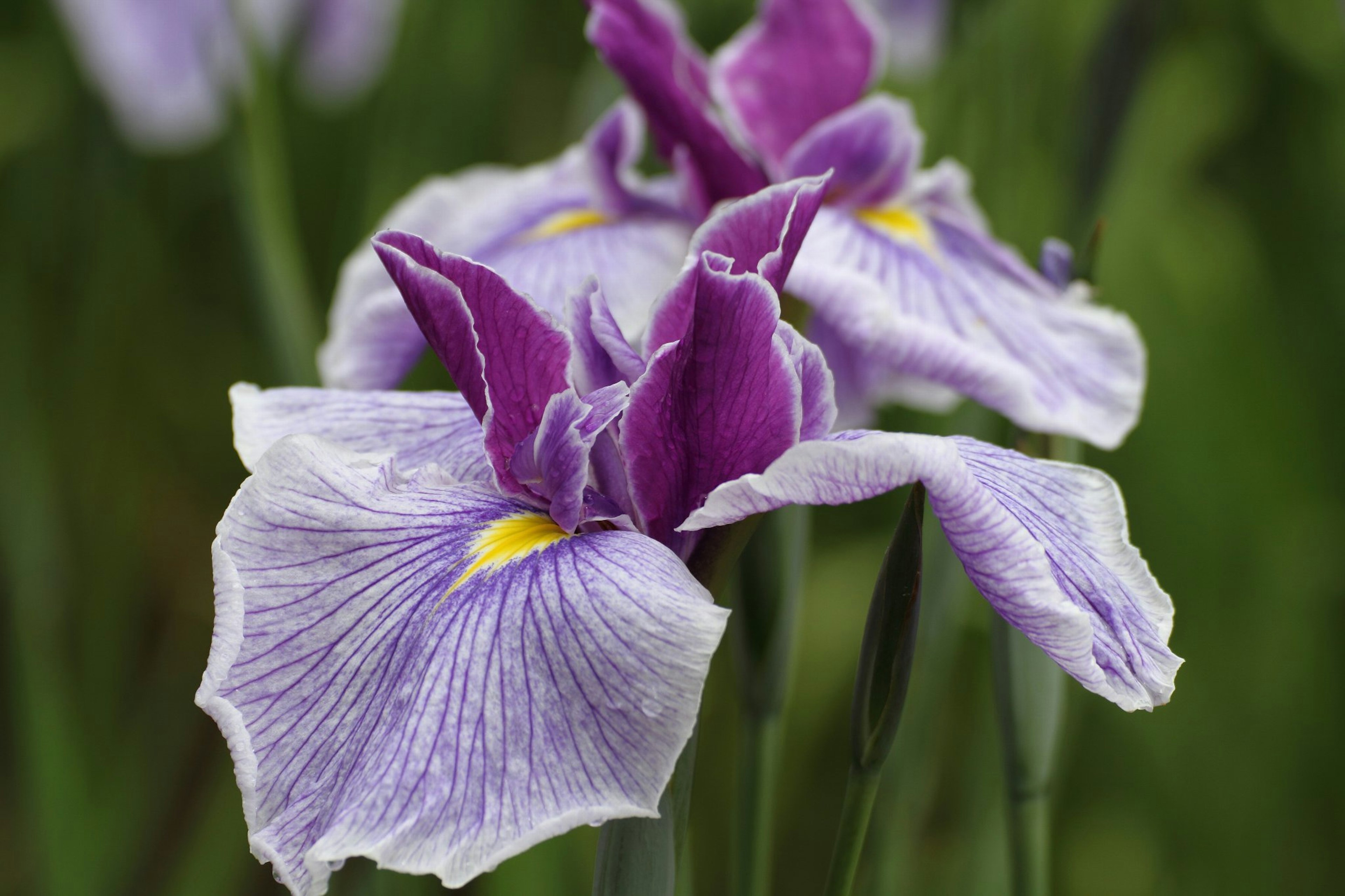 Close-up of iris flowers with purple petals and yellow center