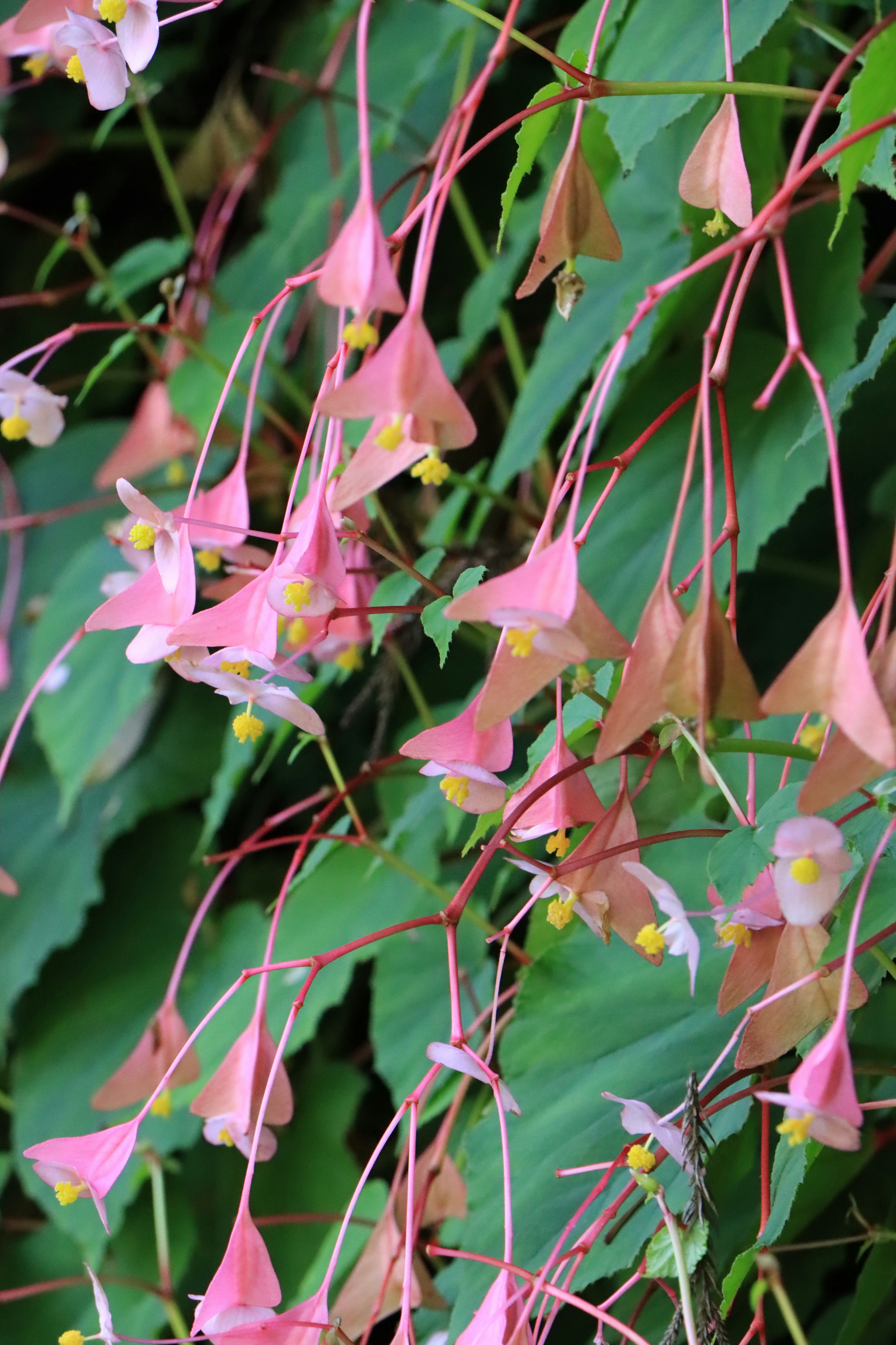 Pink flowers blooming among green leaves