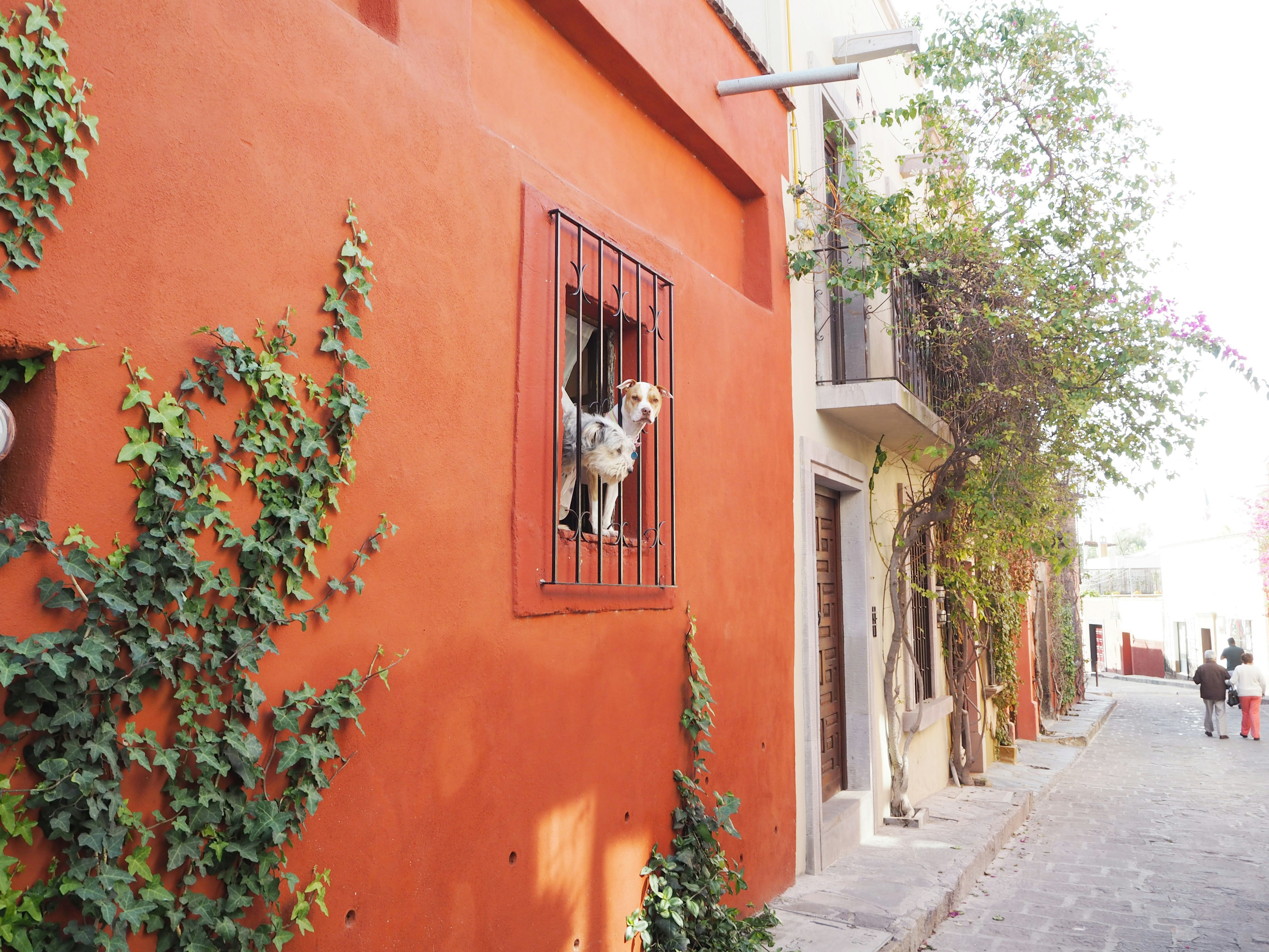 A dog looking out from a window on an orange wall in a narrow street