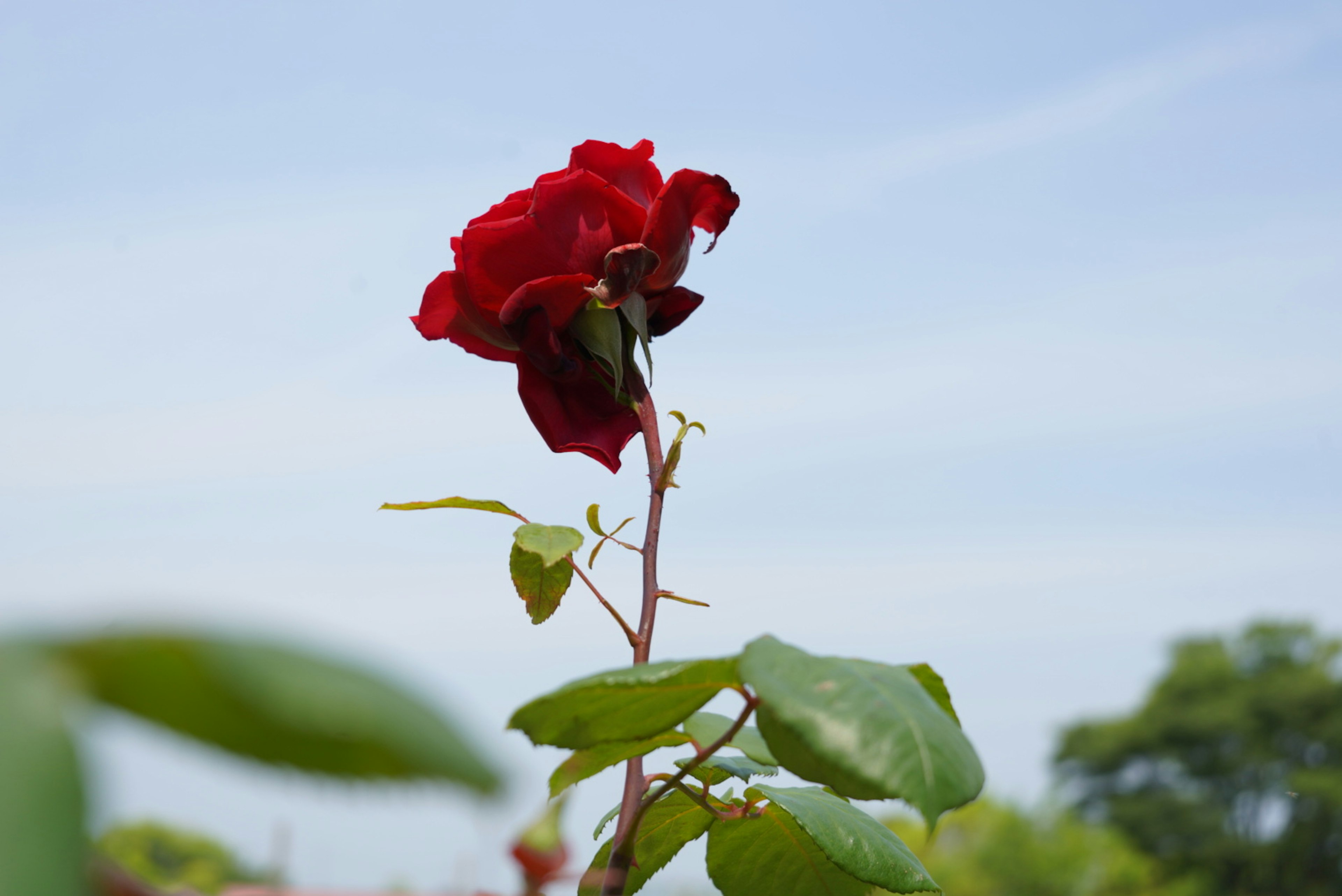 Flor de rosa roja vibrante con hojas verdes bajo un cielo despejado