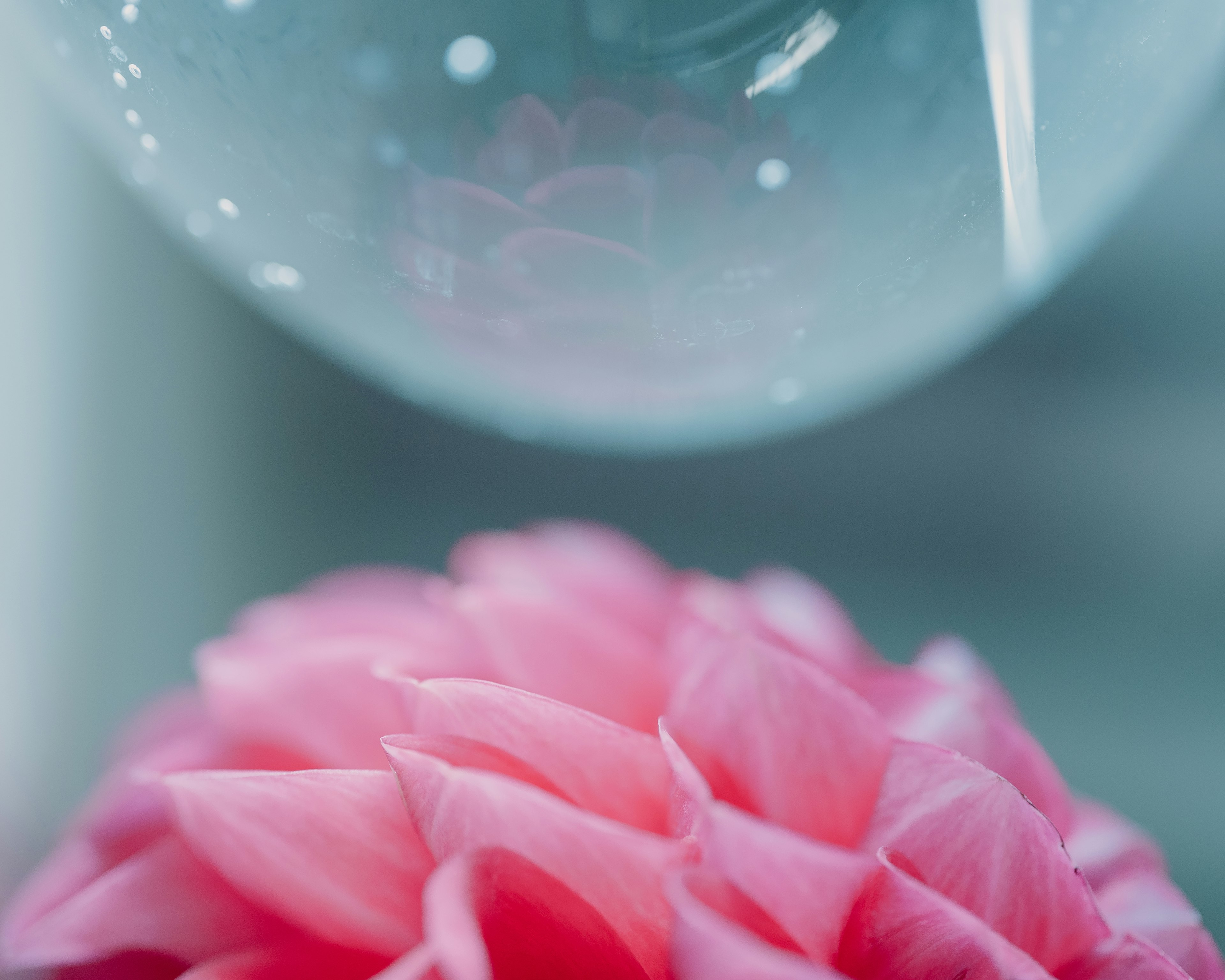 Nahaufnahme einer rosa Blume mit einem Wassertropfen, der sie reflektiert