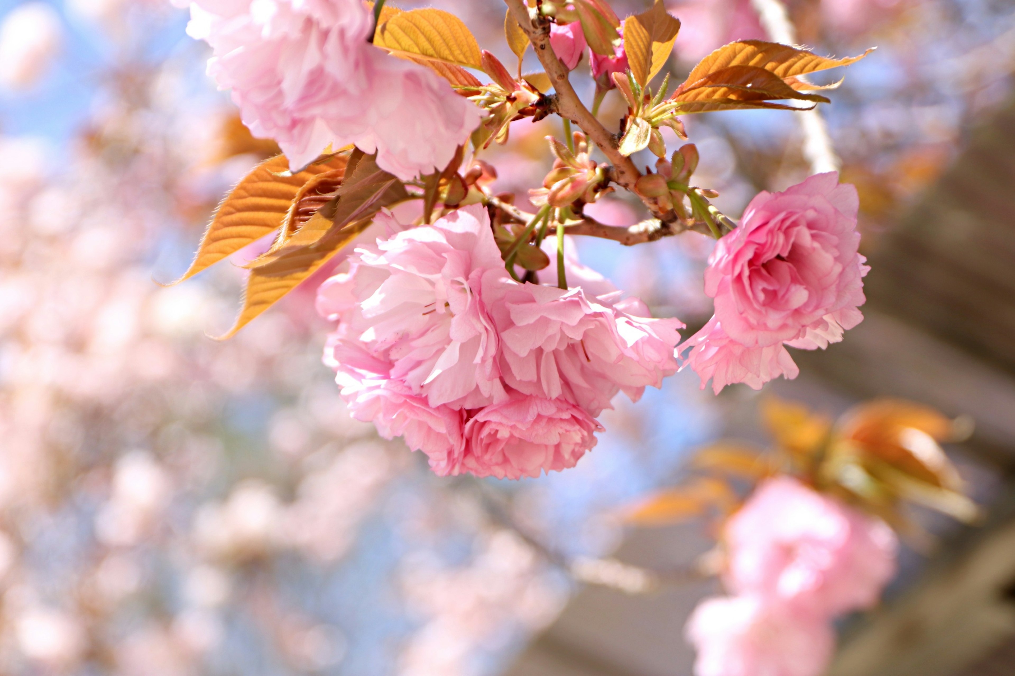 Branche magnifique avec des fleurs de cerisier en fleurs