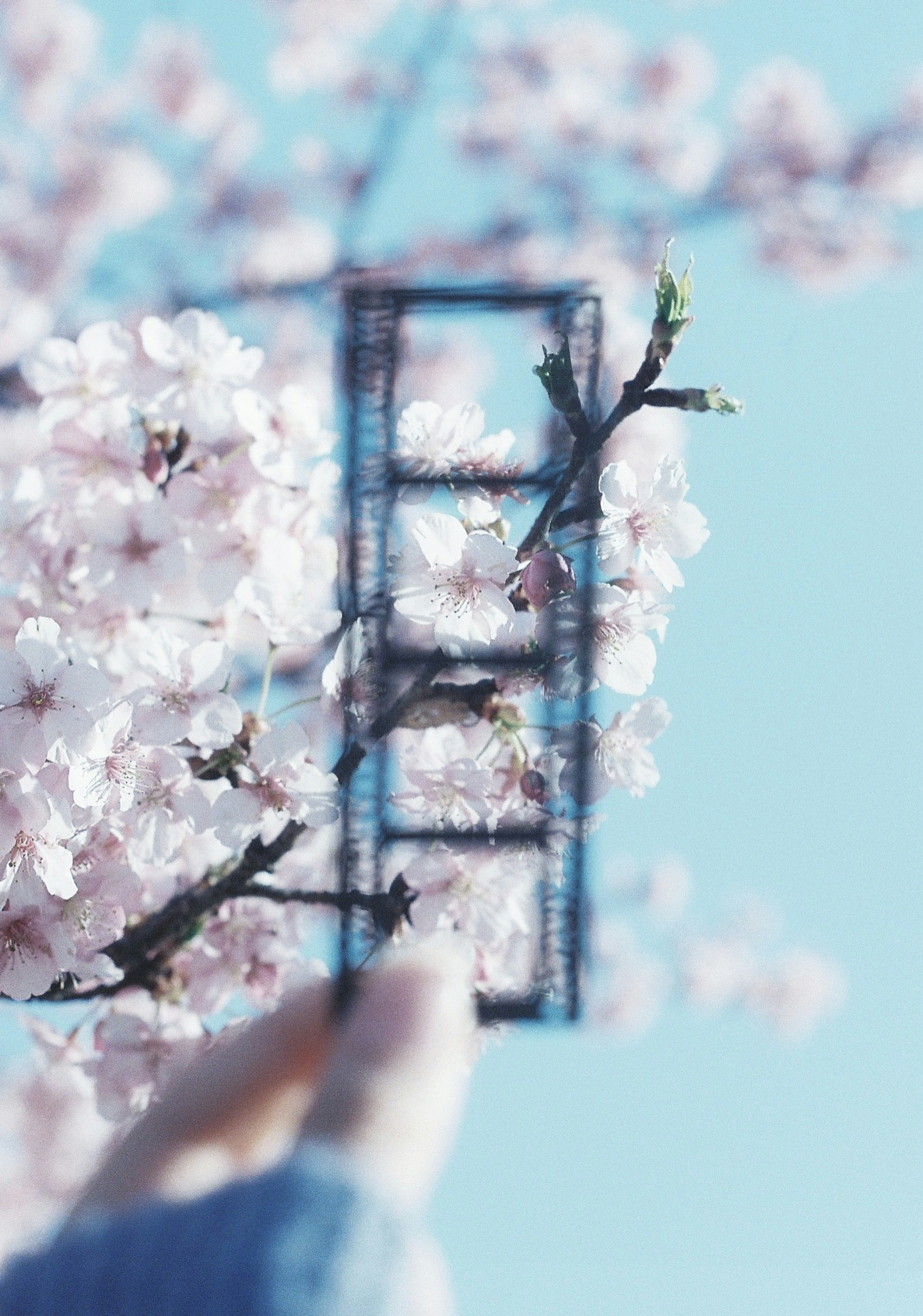 桜の花の前でフィルムフレームを持つ手