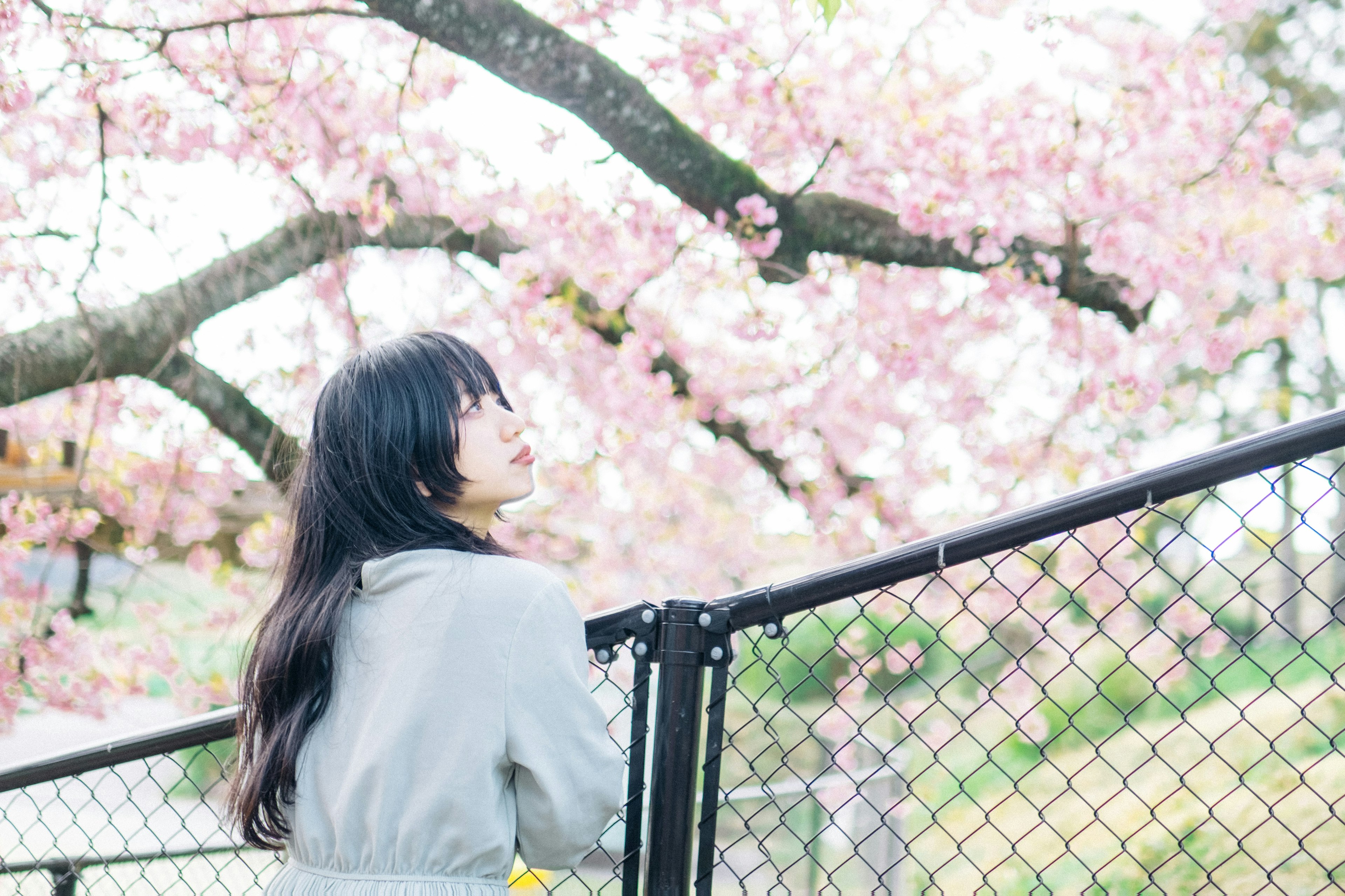 Wanita bersandar di pagar di bawah pohon sakura