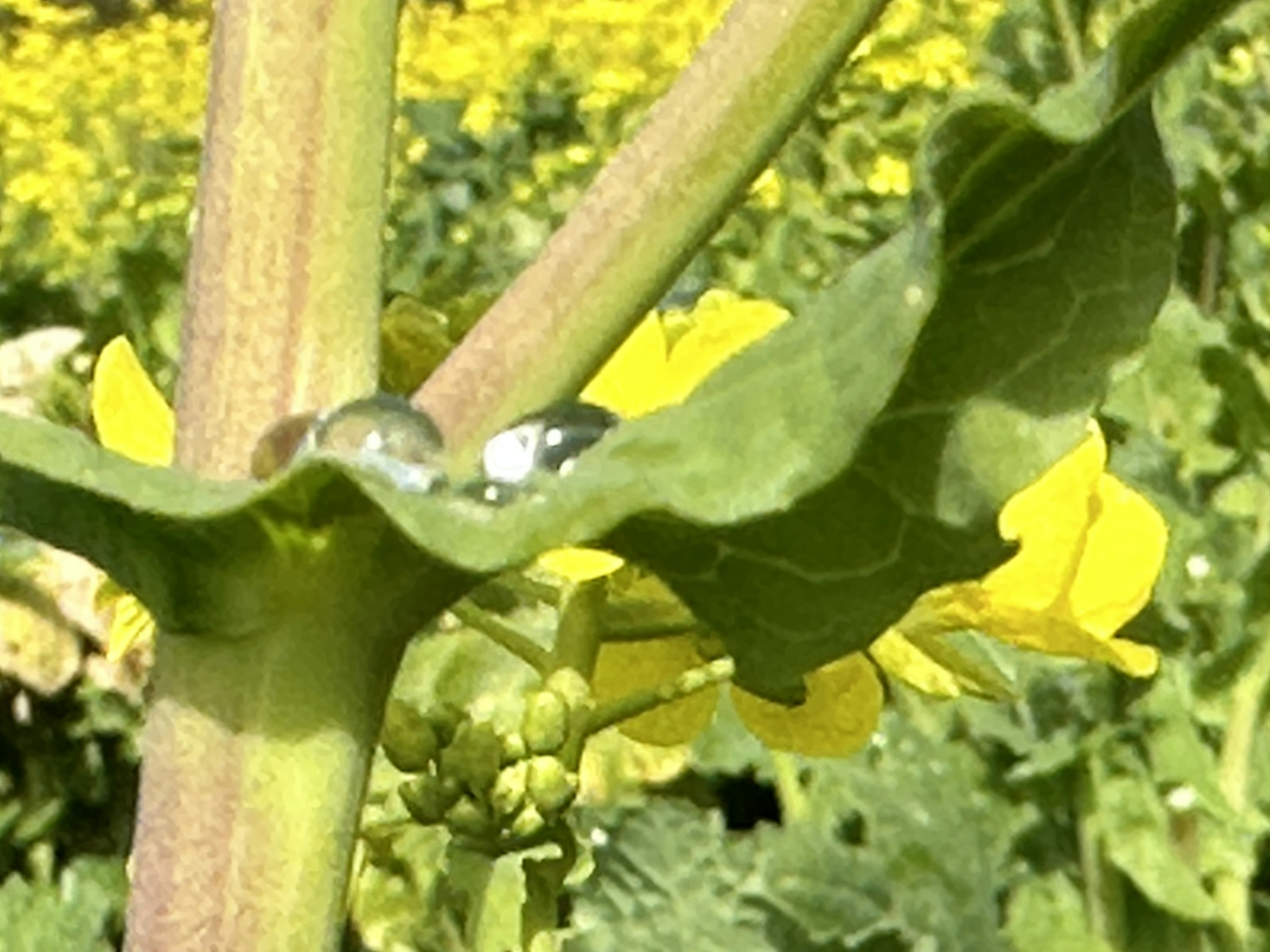 Close-up of a leaf with water droplets and yellow flowers