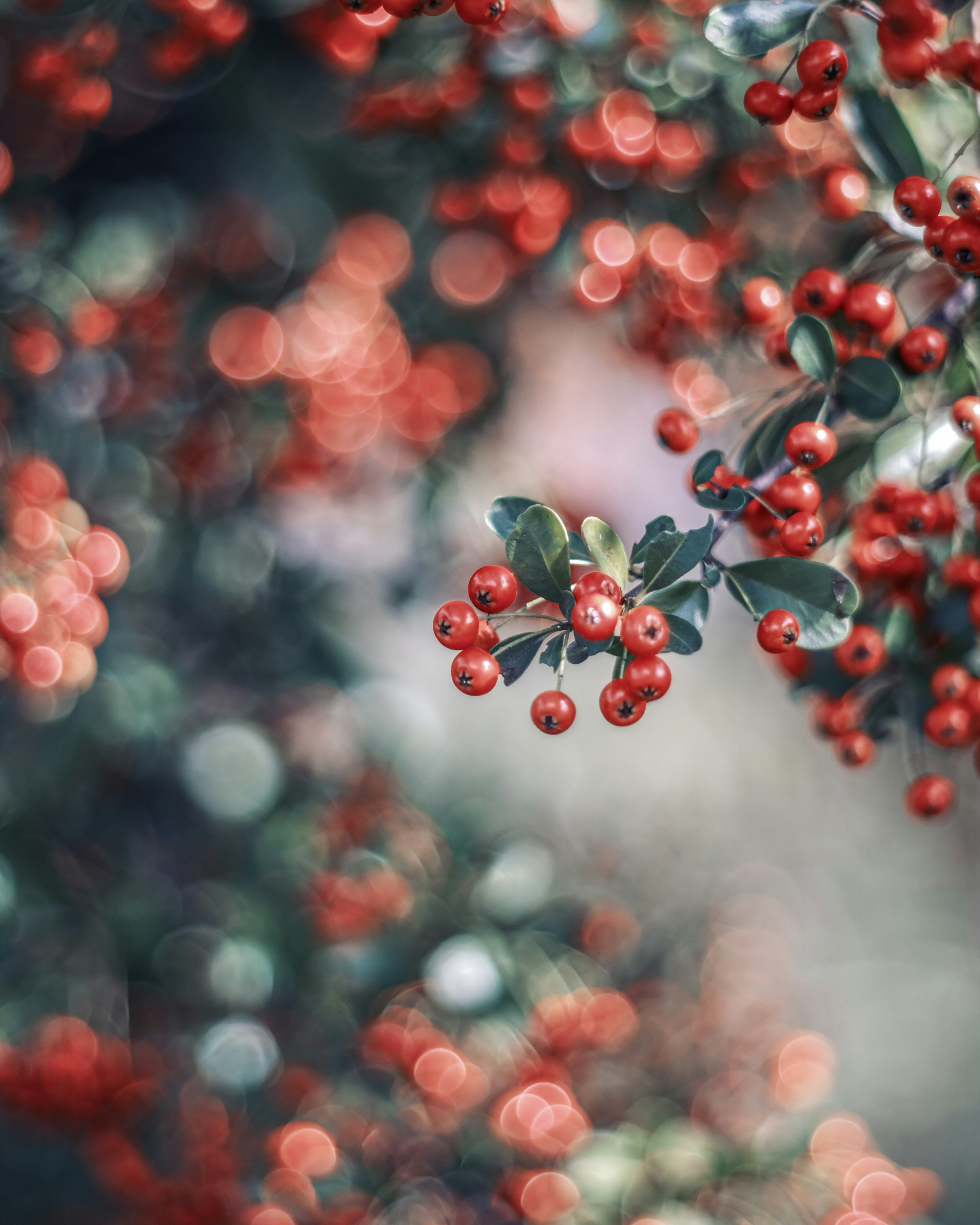 Cabang dengan buah merah yang cantik buram di latar belakang